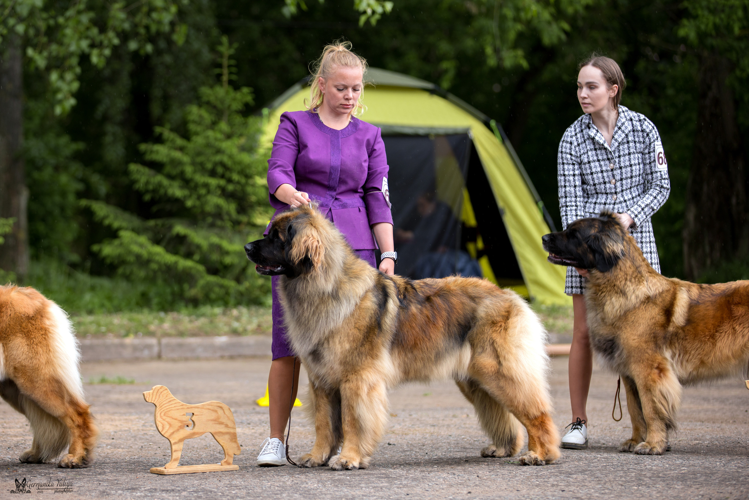 Националка Леонбергеров 28.05.2023. Фотограф-анималист Юлия Германика