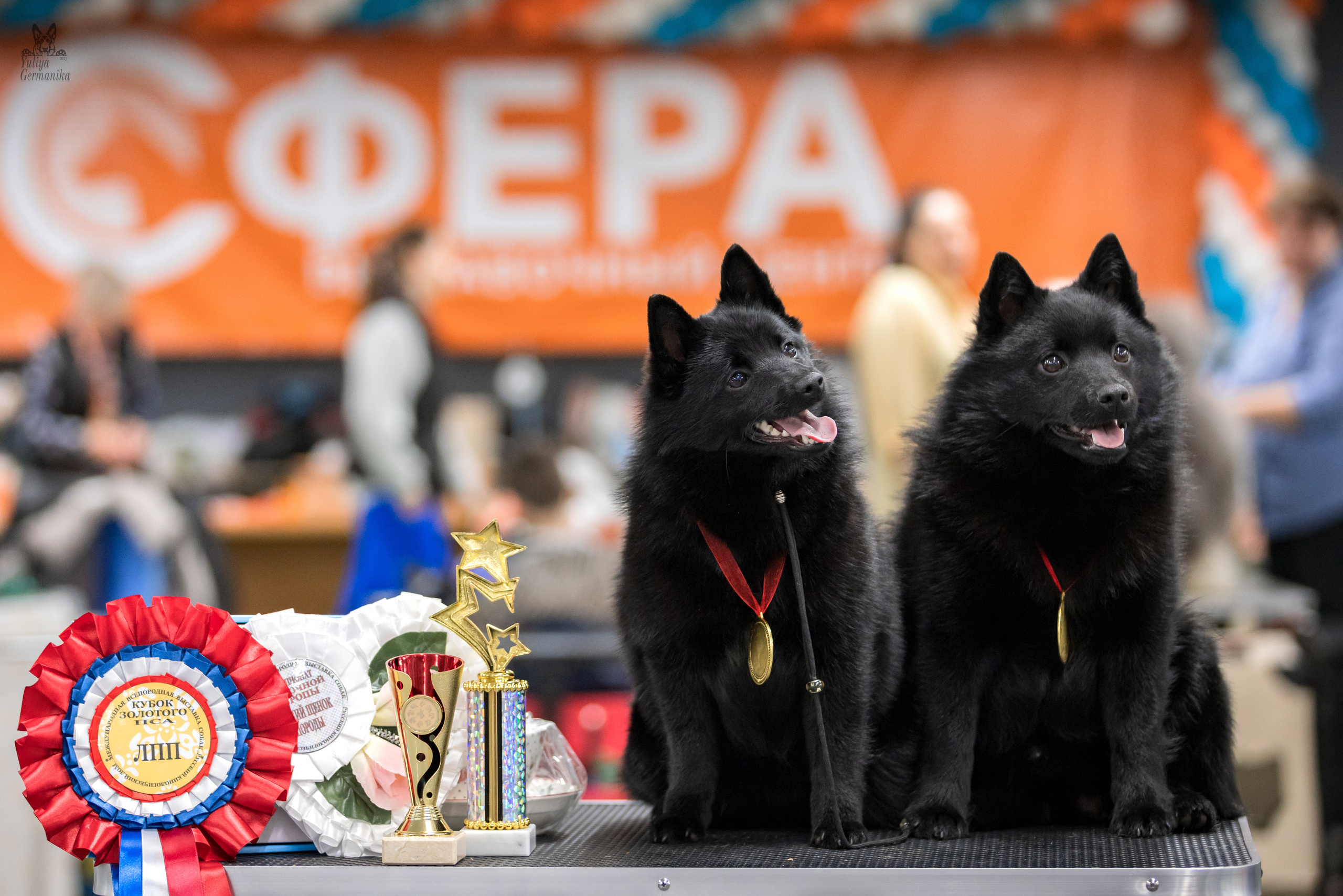 Сфера 25-26.03.2023. Фотограф-анималист Юлия Германика