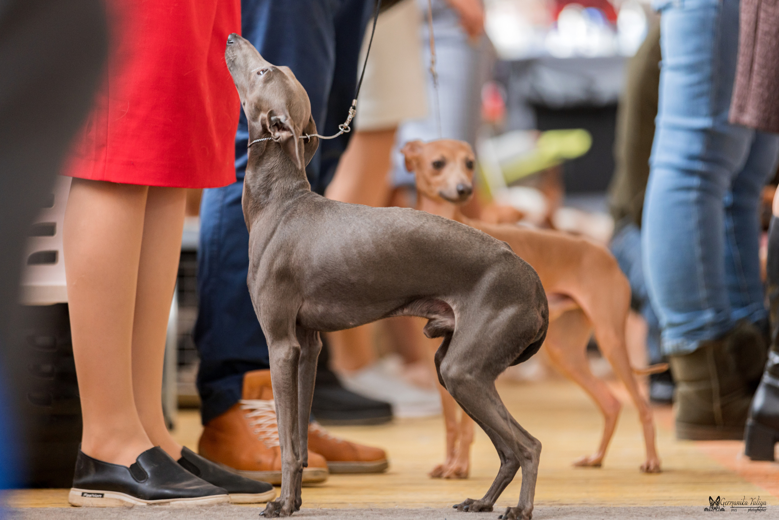 Тверь 01.04.2023. Фотограф-анималист Юлия Германика