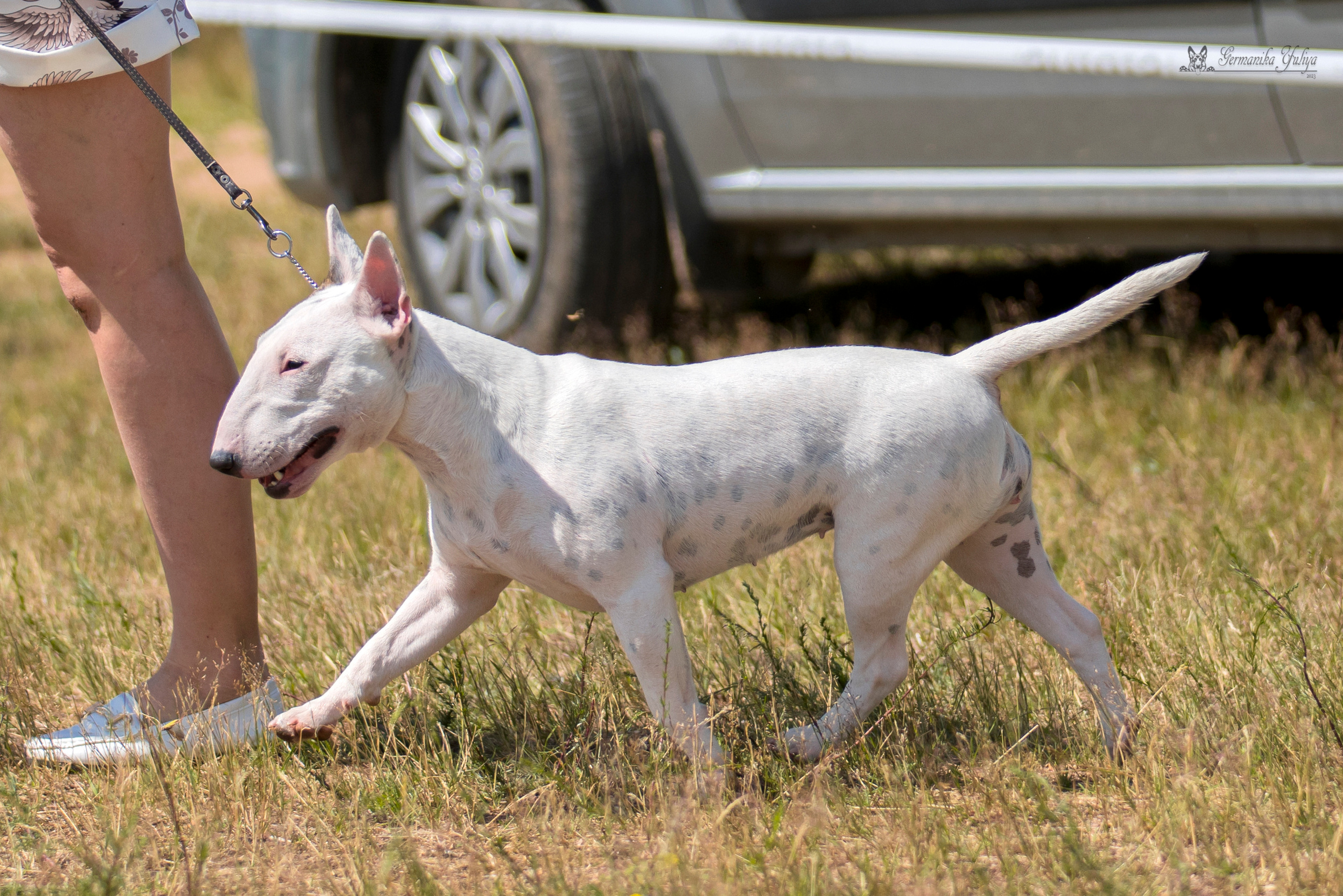 Волжанка 8.07.2023. Фотограф-анималист Юлия Германика