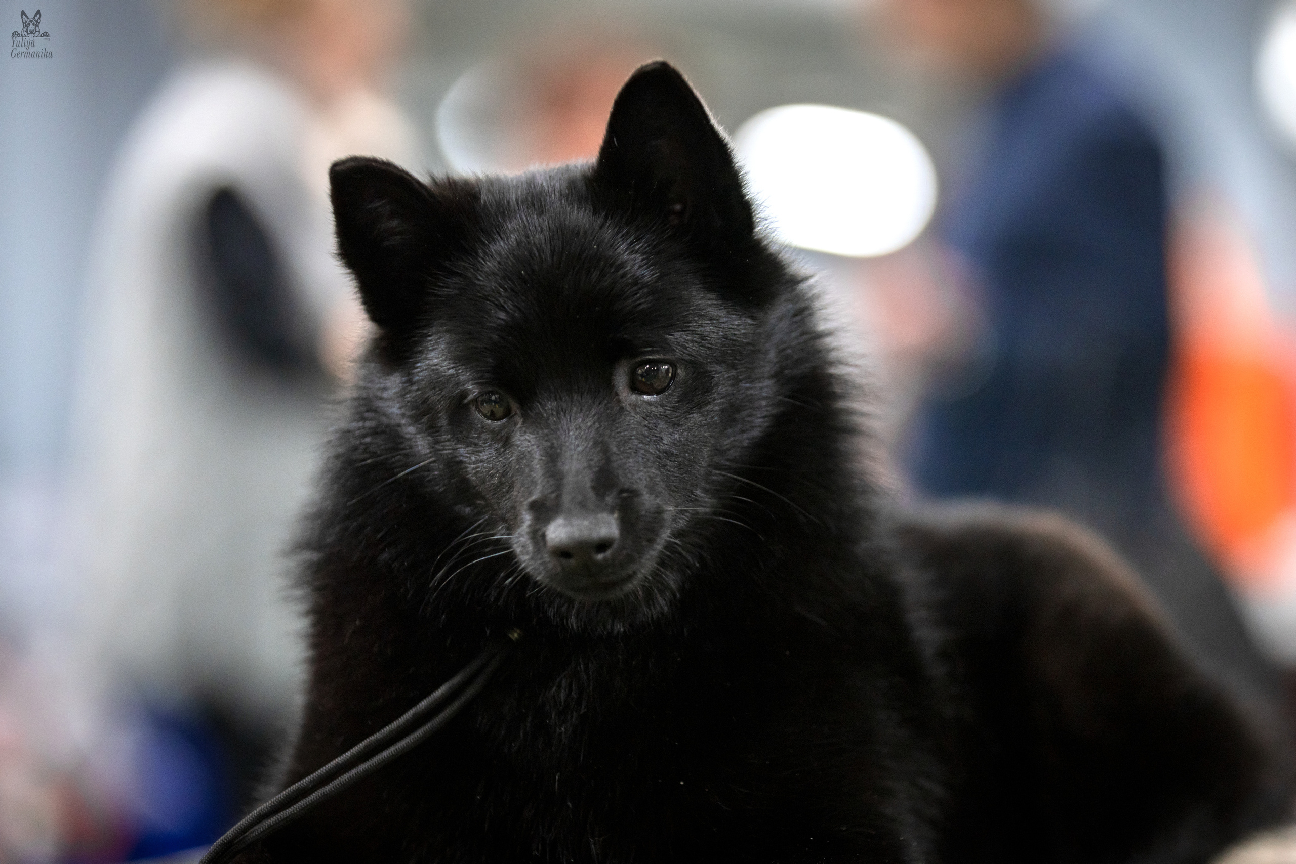 Сфера 25-26.03.2023. Фотограф-анималист Юлия Германика