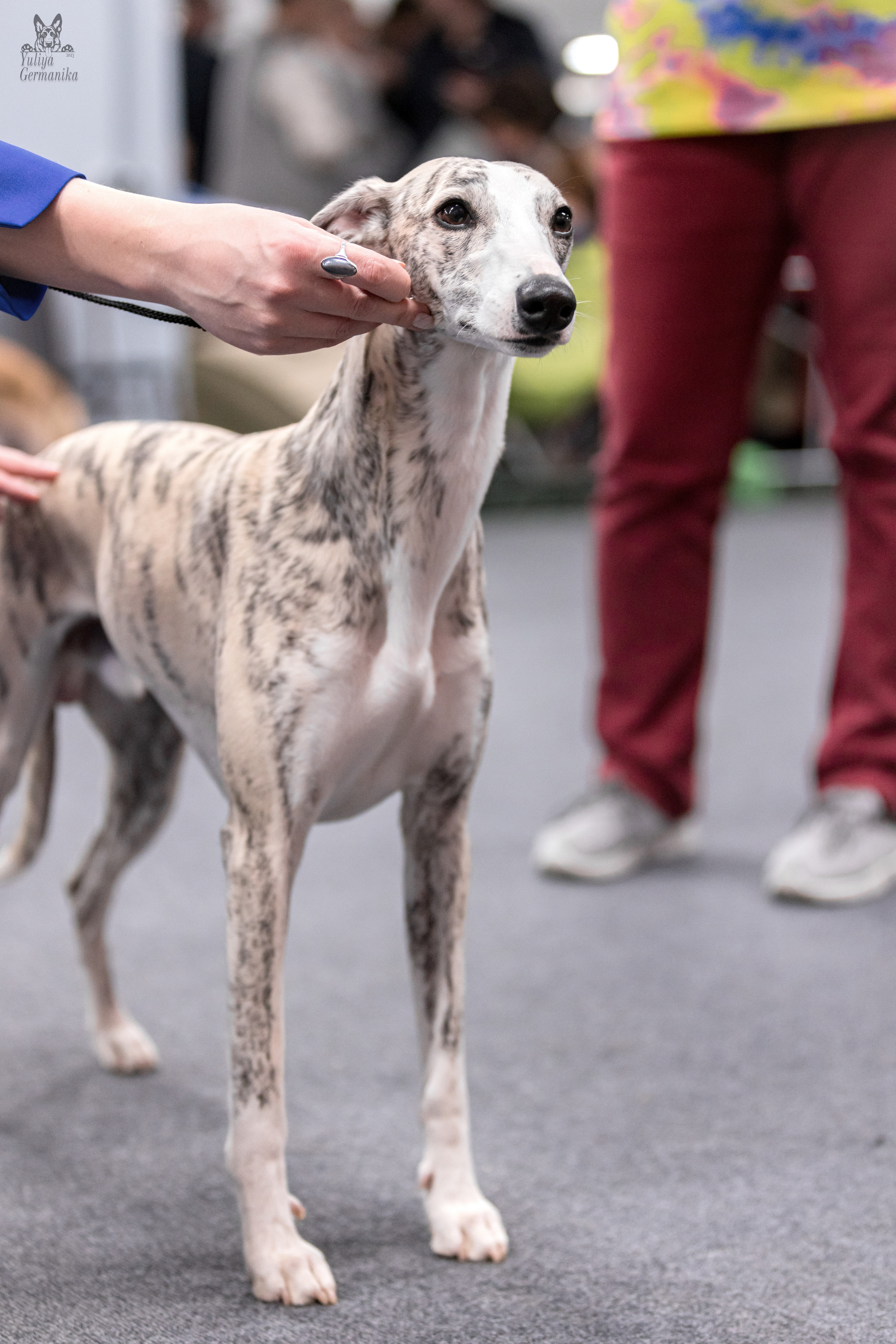 Сфера+доберманы 02.04.2023. Фотограф-анималист Юлия Германика