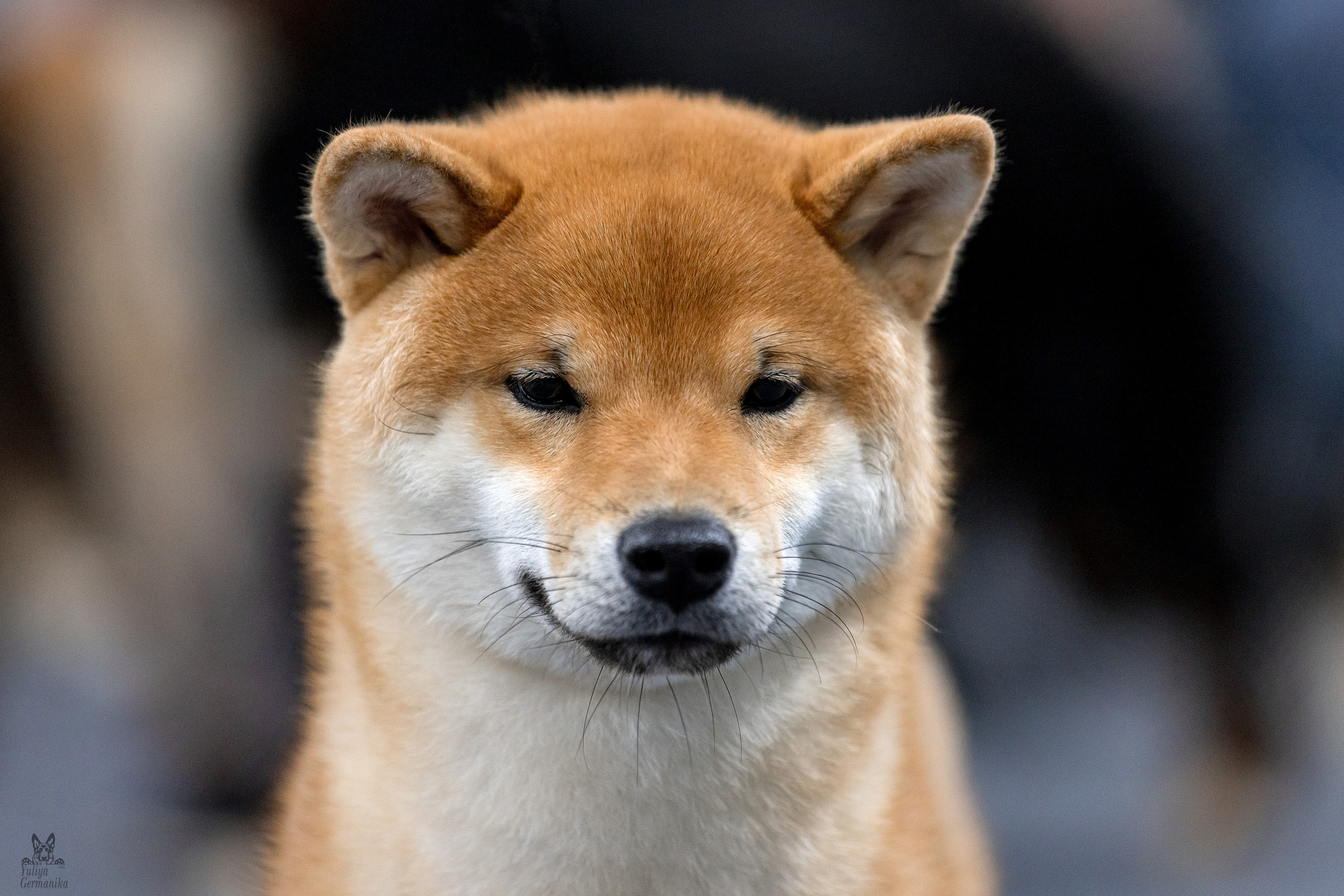 Сфера 25-26.03.2023. Фотограф-анималист Юлия Германика