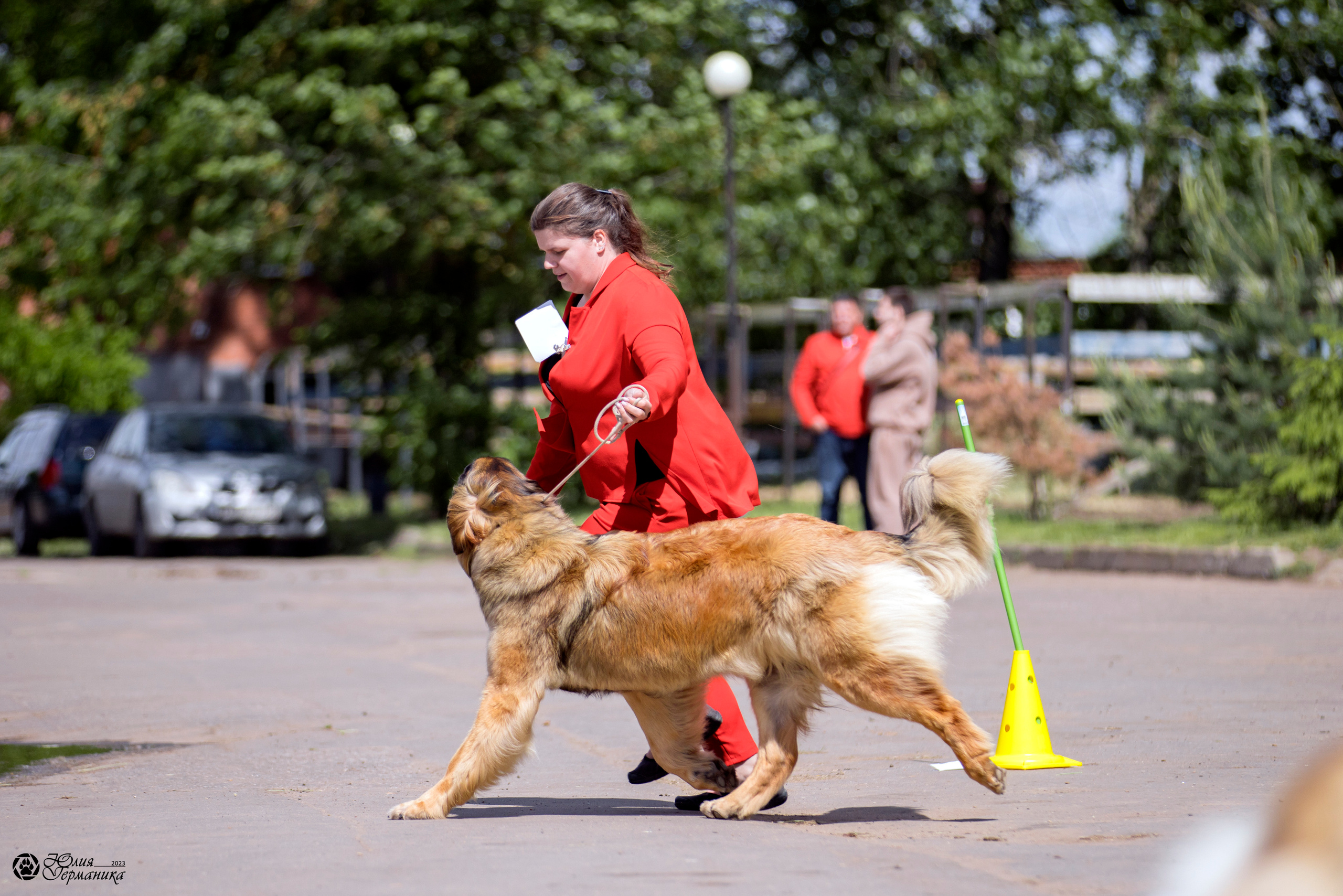 Националка Леонбергеров 28.05.2023. Фотограф-анималист Юлия Германика