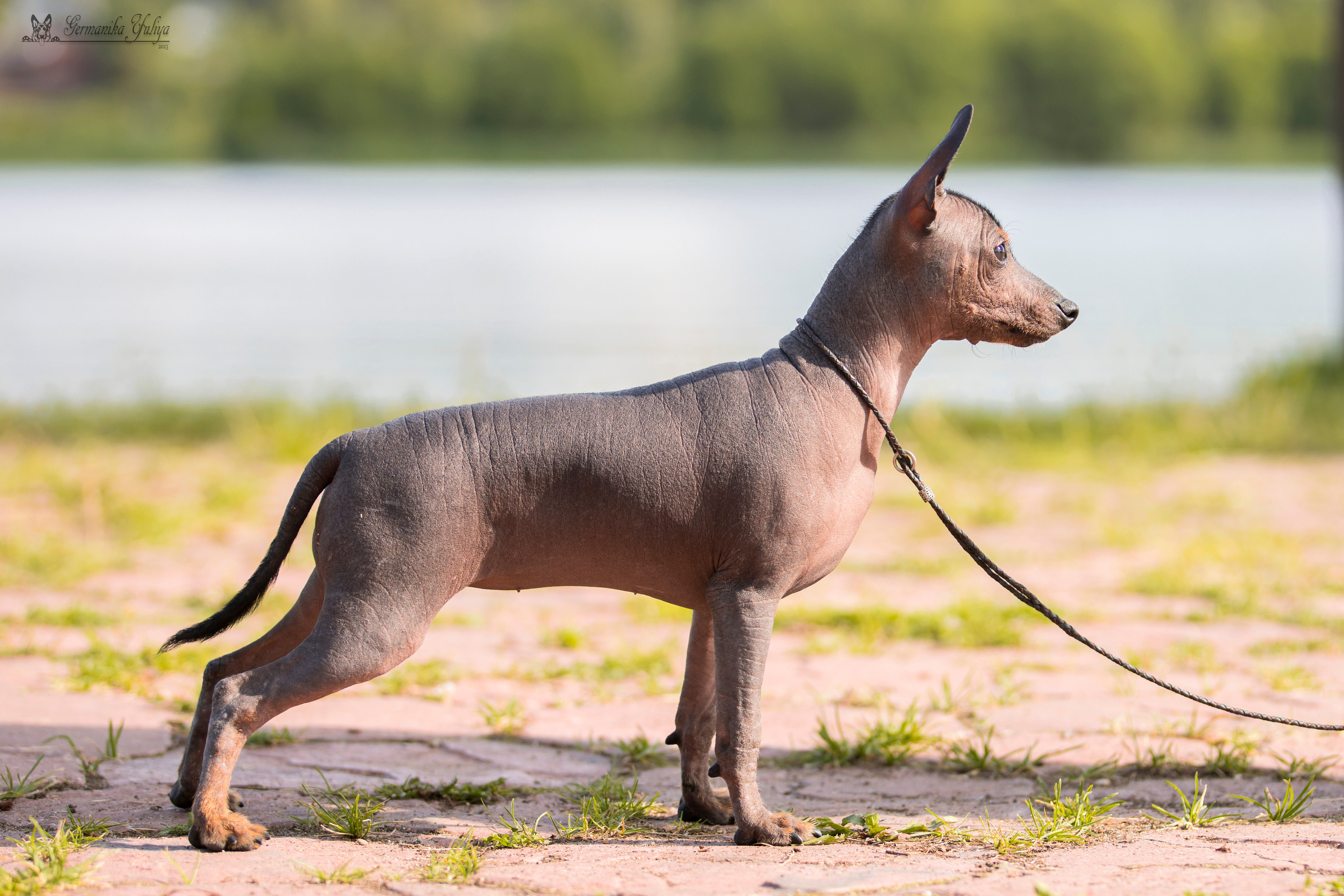 Волжанка 8.07.2023. Фотограф-анималист Юлия Германика
