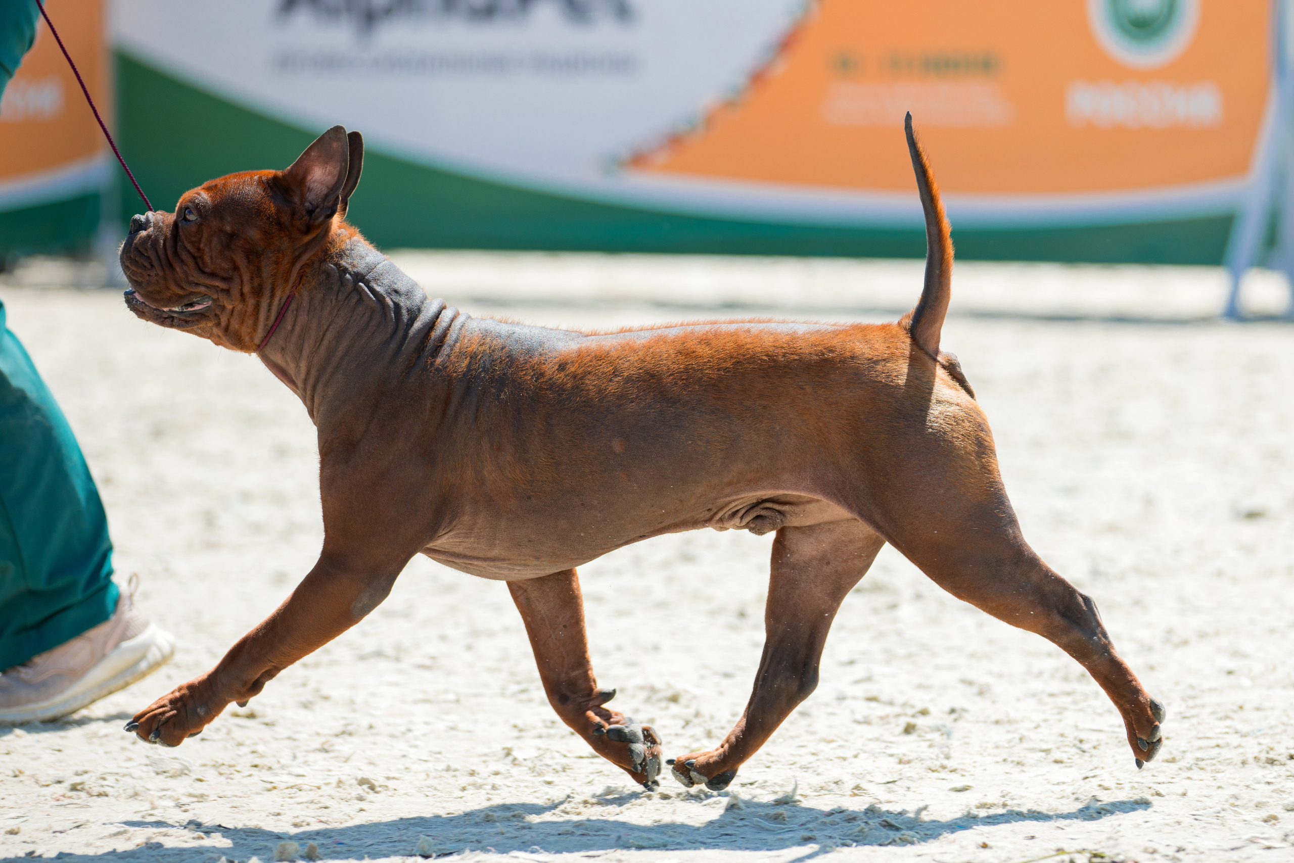 Россия 10-11.06.2023. Фотограф-анималист Юлия Германика