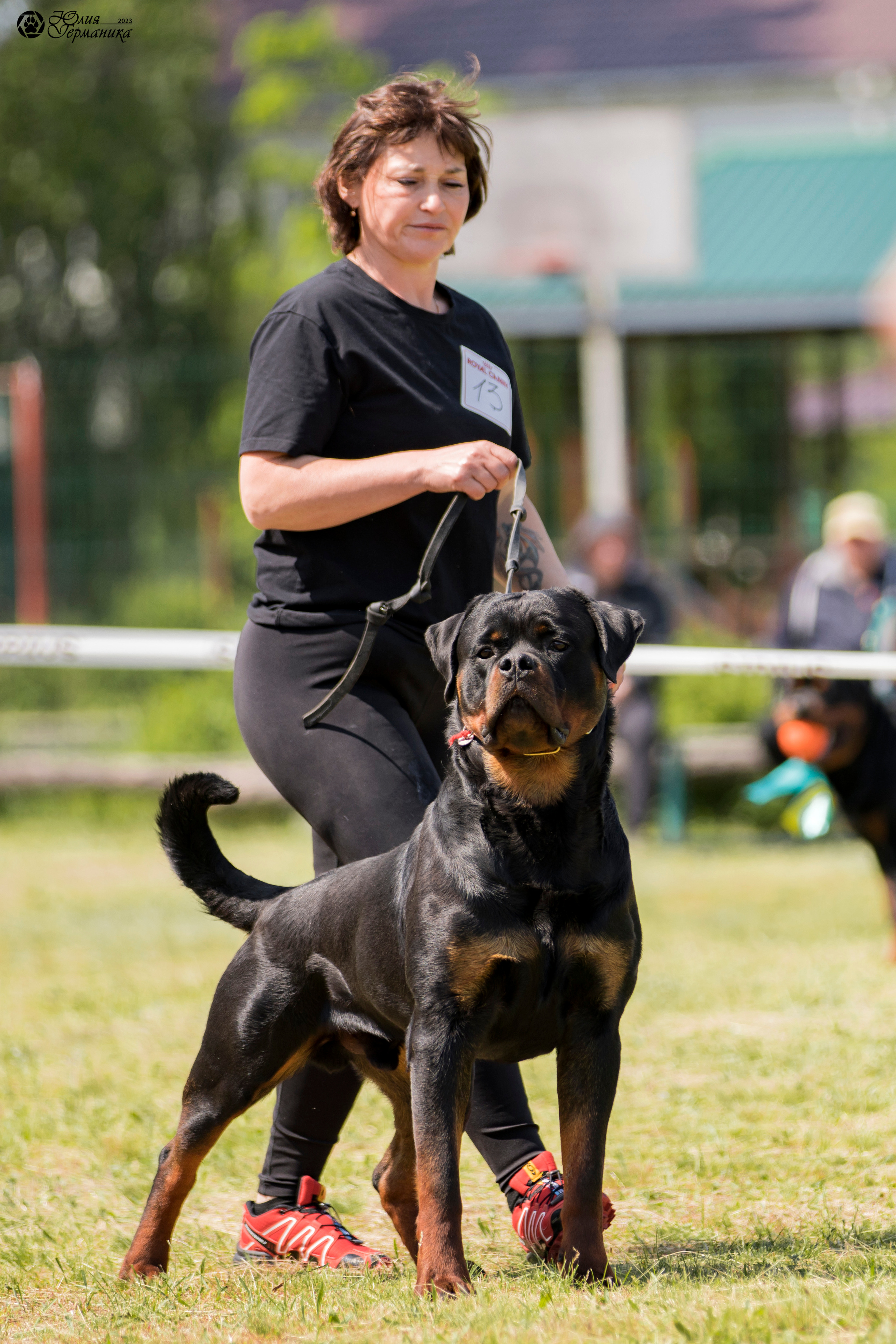 Воронеж 2хмоно ротвейлеров 3-4.06.2023. Фотограф-анималист Юлия Германика