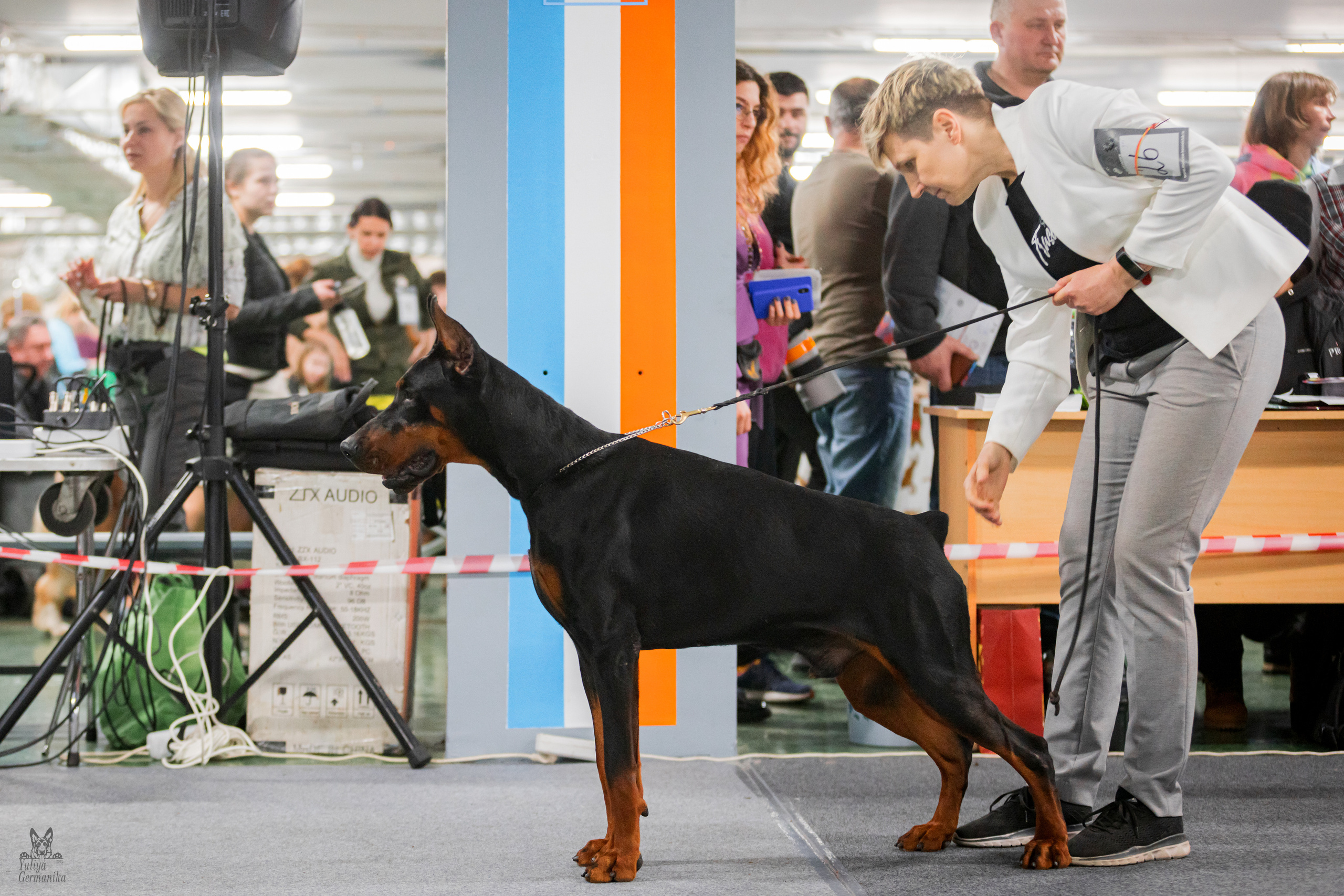 Сфера+доберманы 02.04.2023. Фотограф-анималист Юлия Германика
