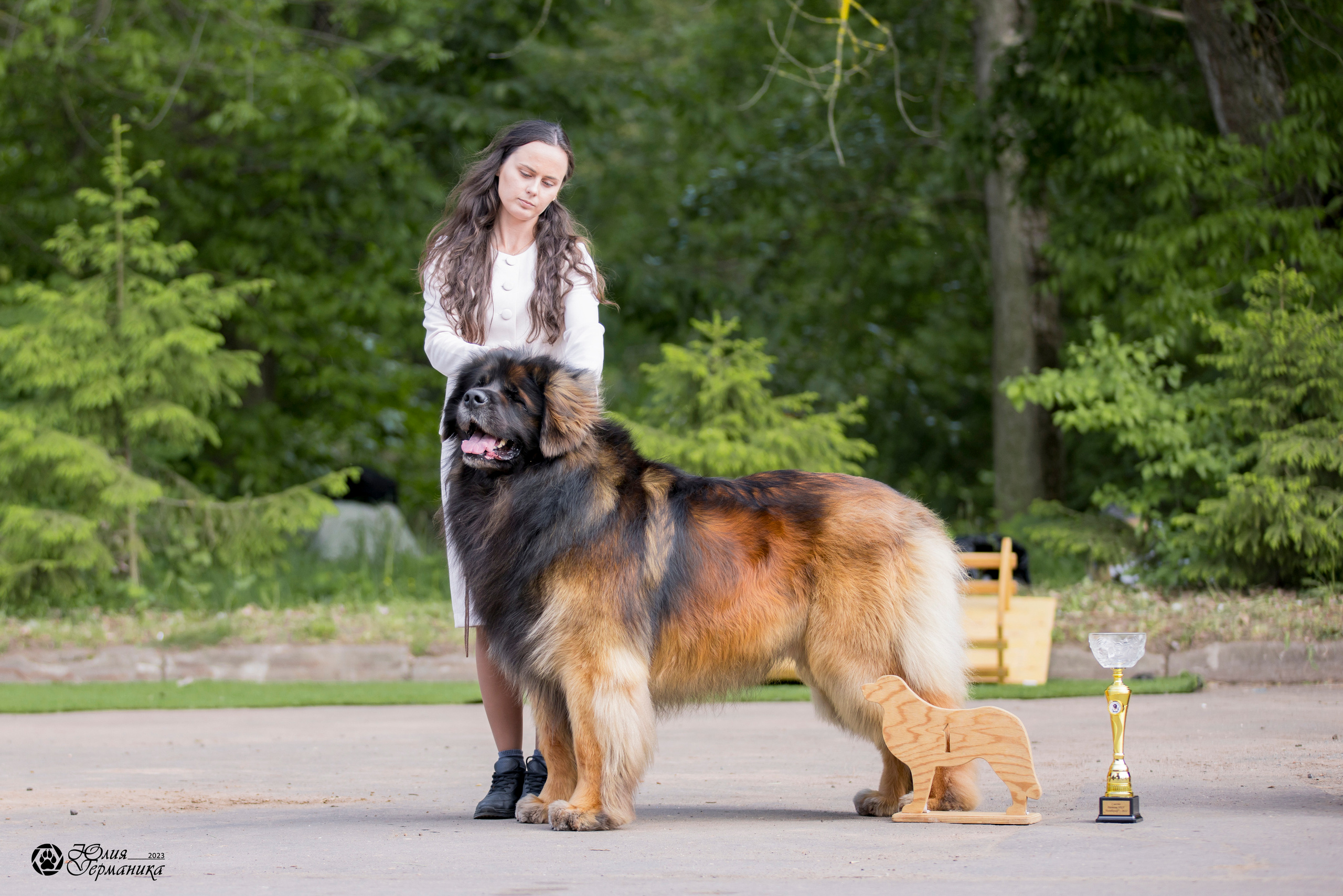 Националка Леонбергеров 28.05.2023. Фотограф-анималист Юлия Германика