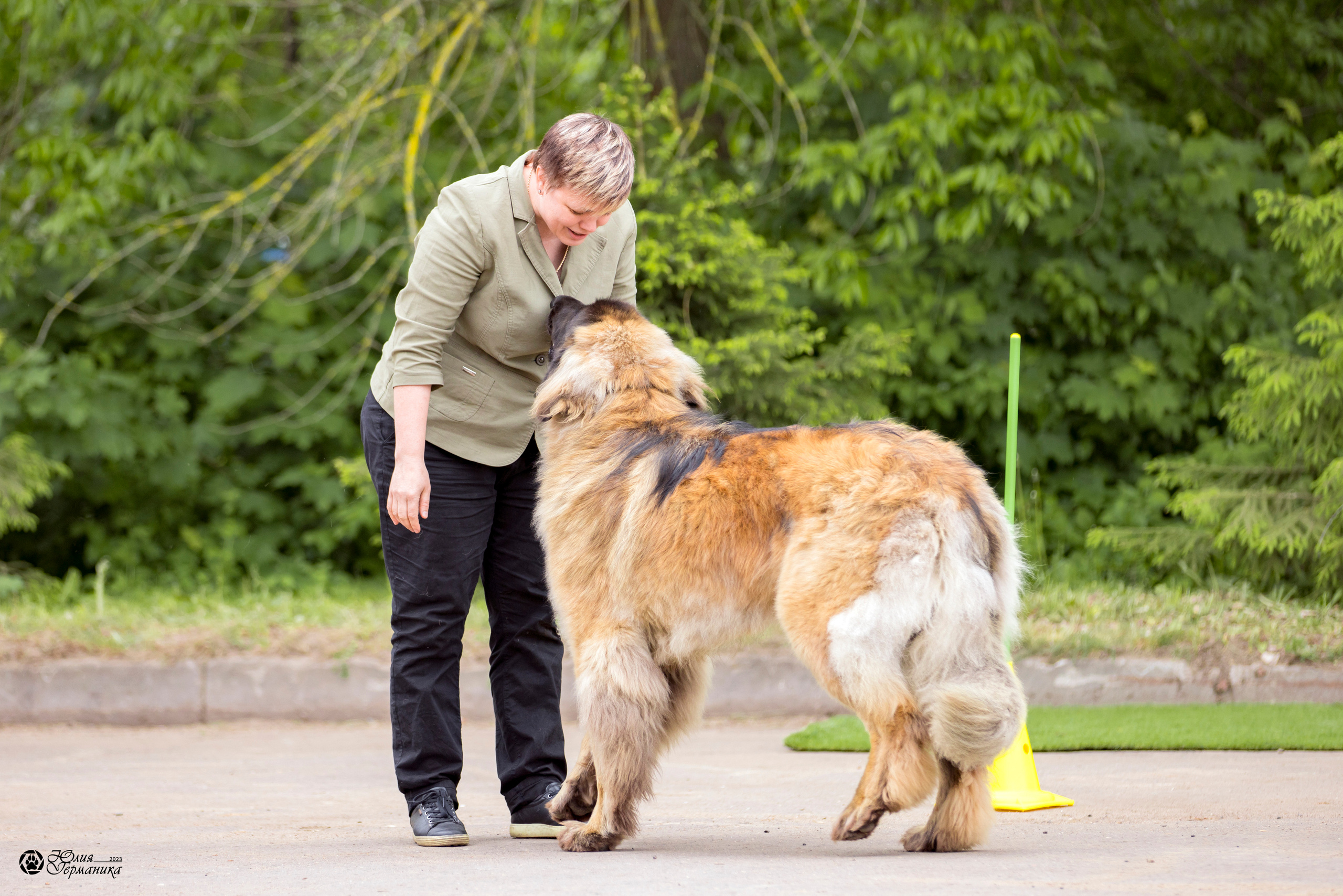 Националка Леонбергеров 28.05.2023. Фотограф-анималист Юлия Германика