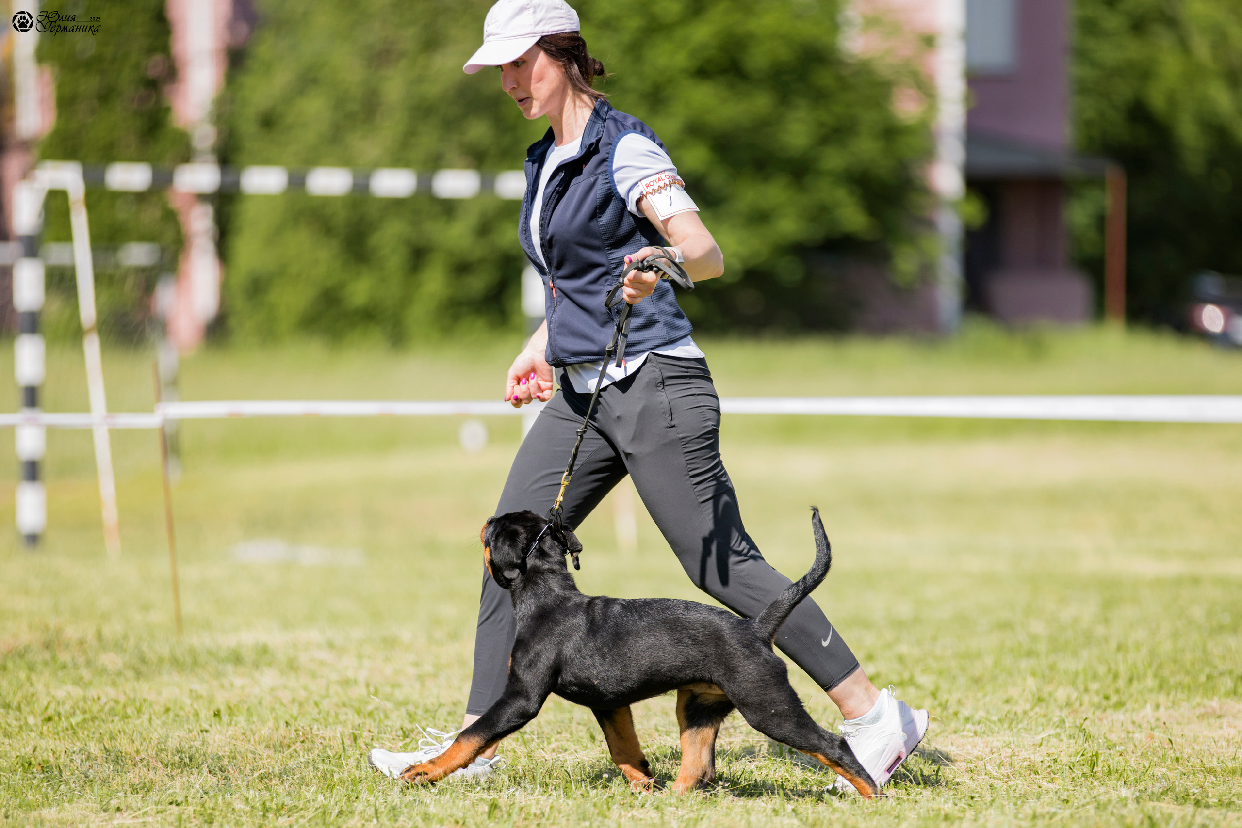 Воронеж 2хмоно ротвейлеров 3-4.06.2023. Фотограф-анималист Юлия Германика