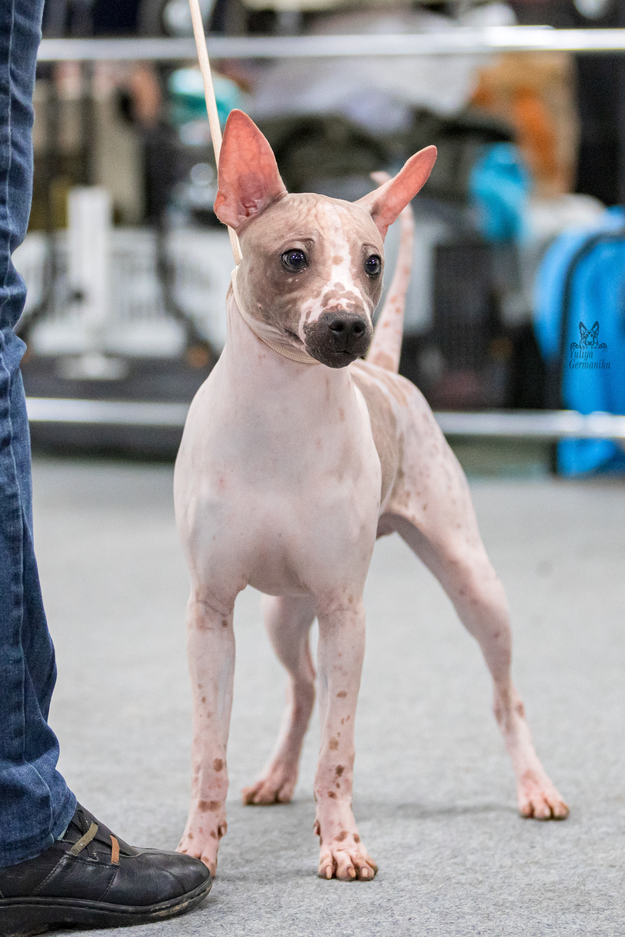 Сфера+доберманы 02.04.2023. Фотограф-анималист Юлия Германика