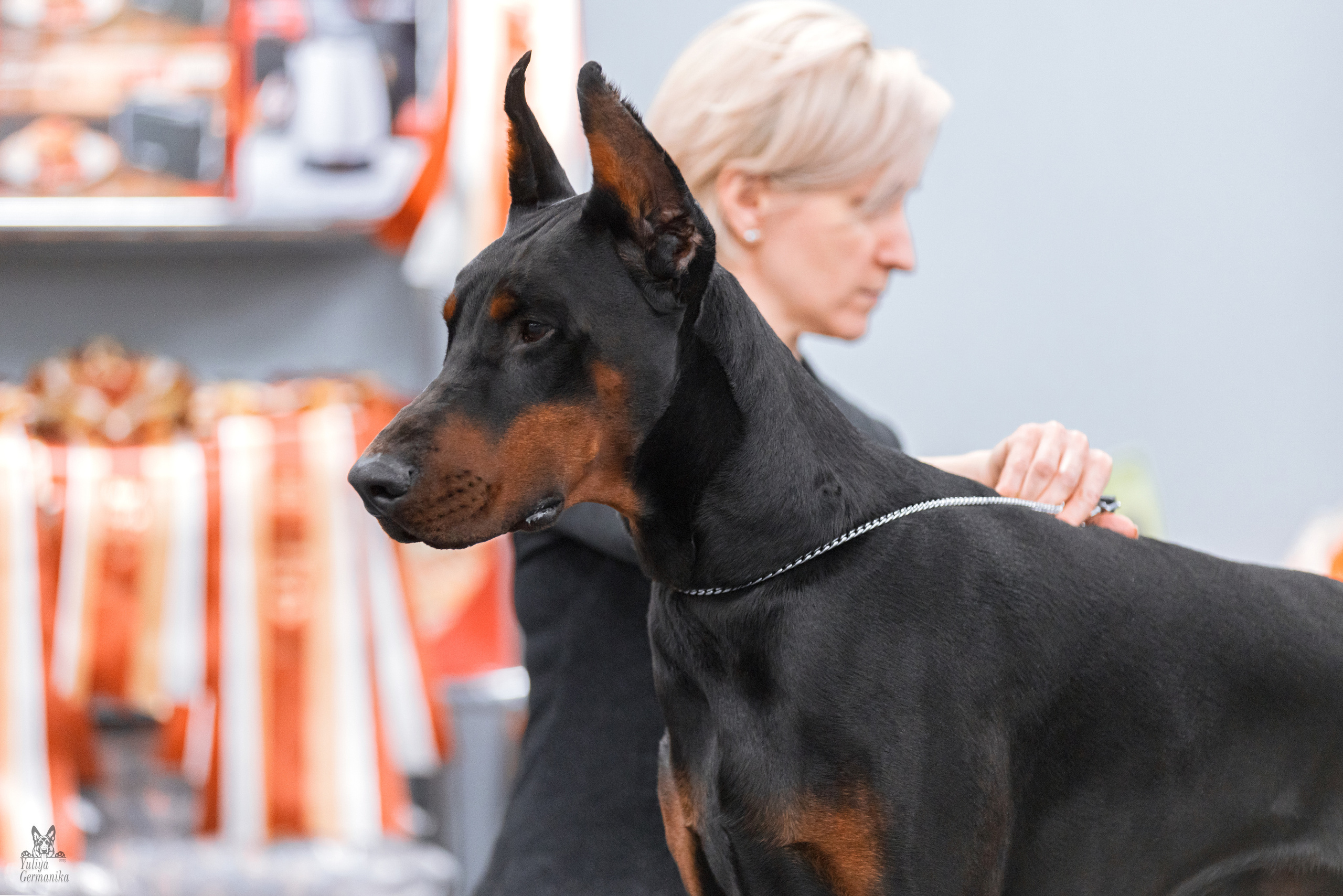 Сфера+доберманы 02.04.2023. Фотограф-анималист Юлия Германика