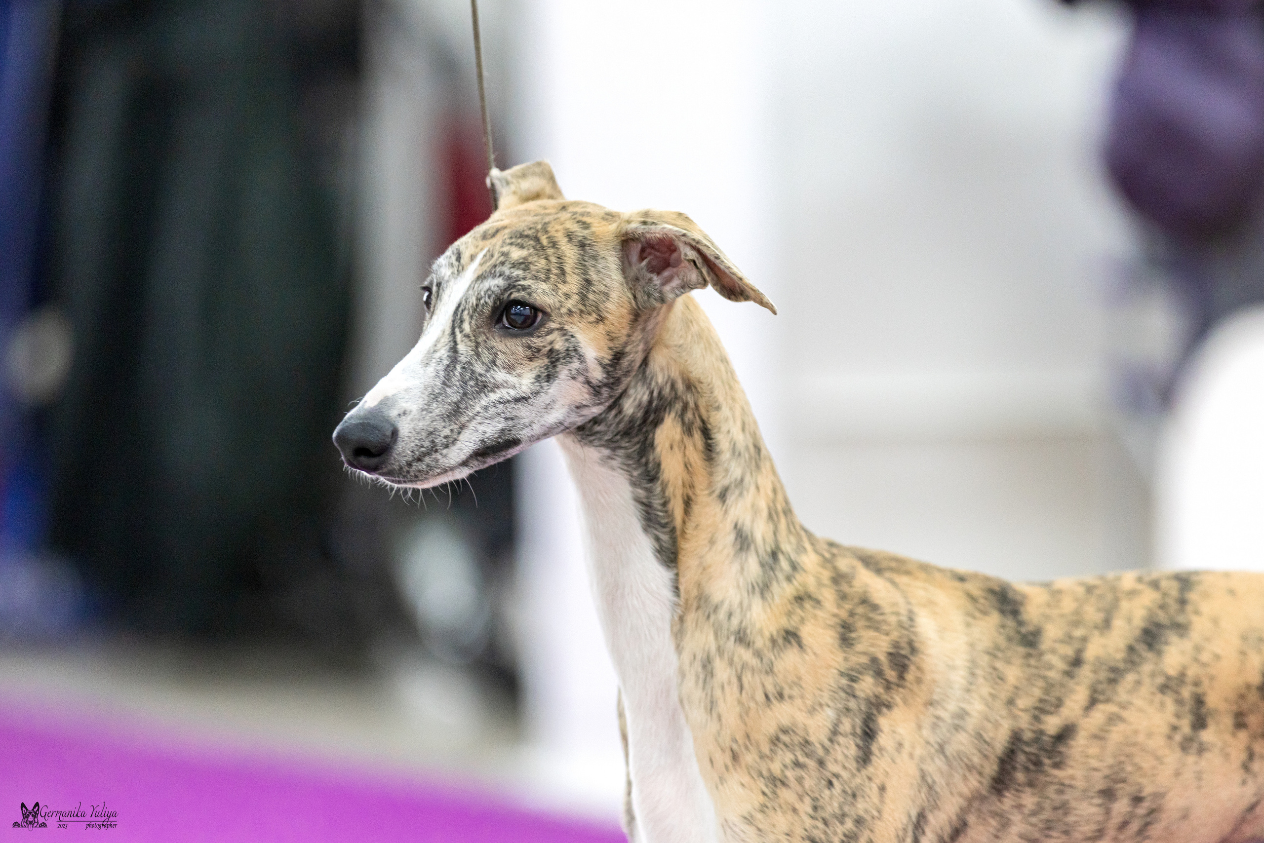 Сфера+МД 8-9.04.2023. Фотограф-анималист Юлия Германика