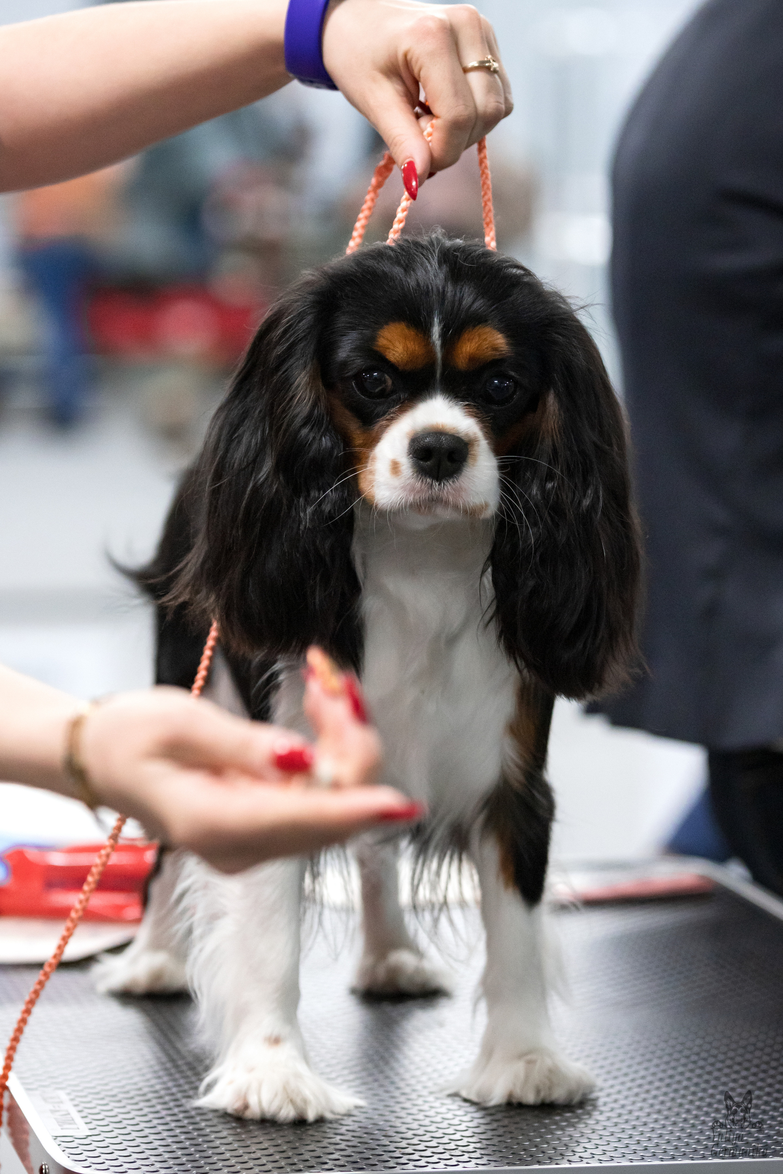 Сфера 25-26.03.2023. Фотограф-анималист Юлия Германика