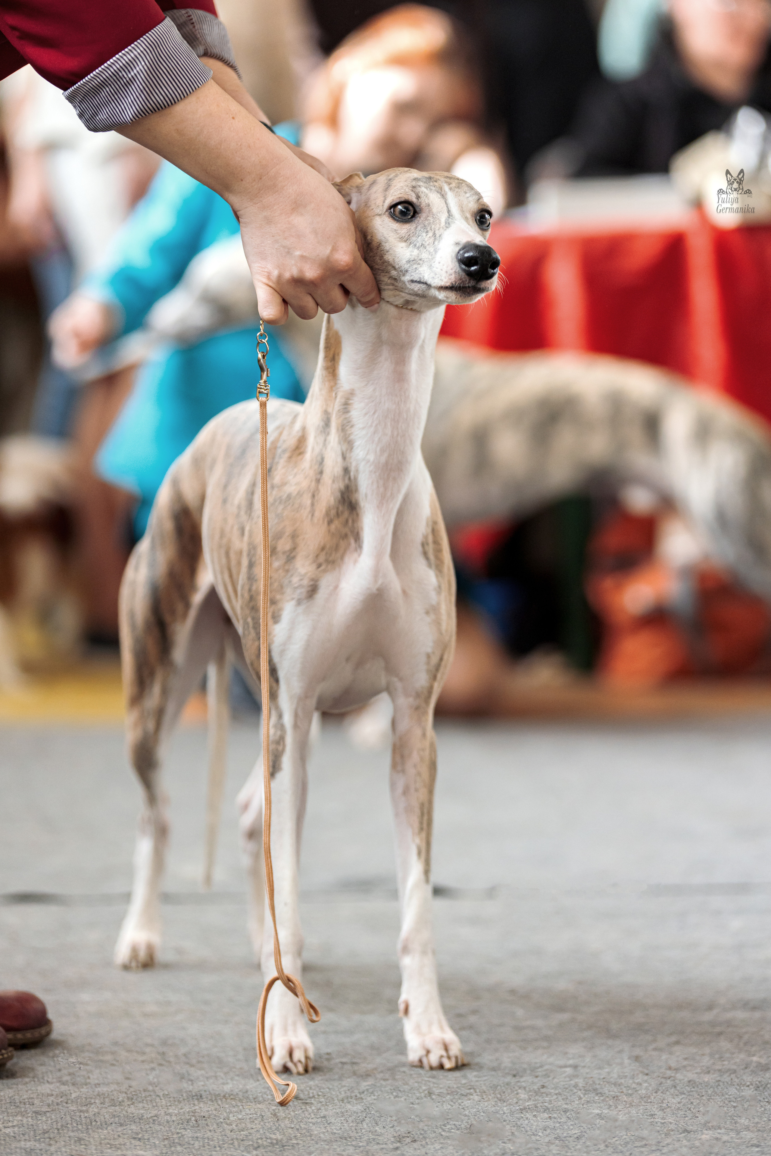 Тверь 01.04.2023. Фотограф-анималист Юлия Германика