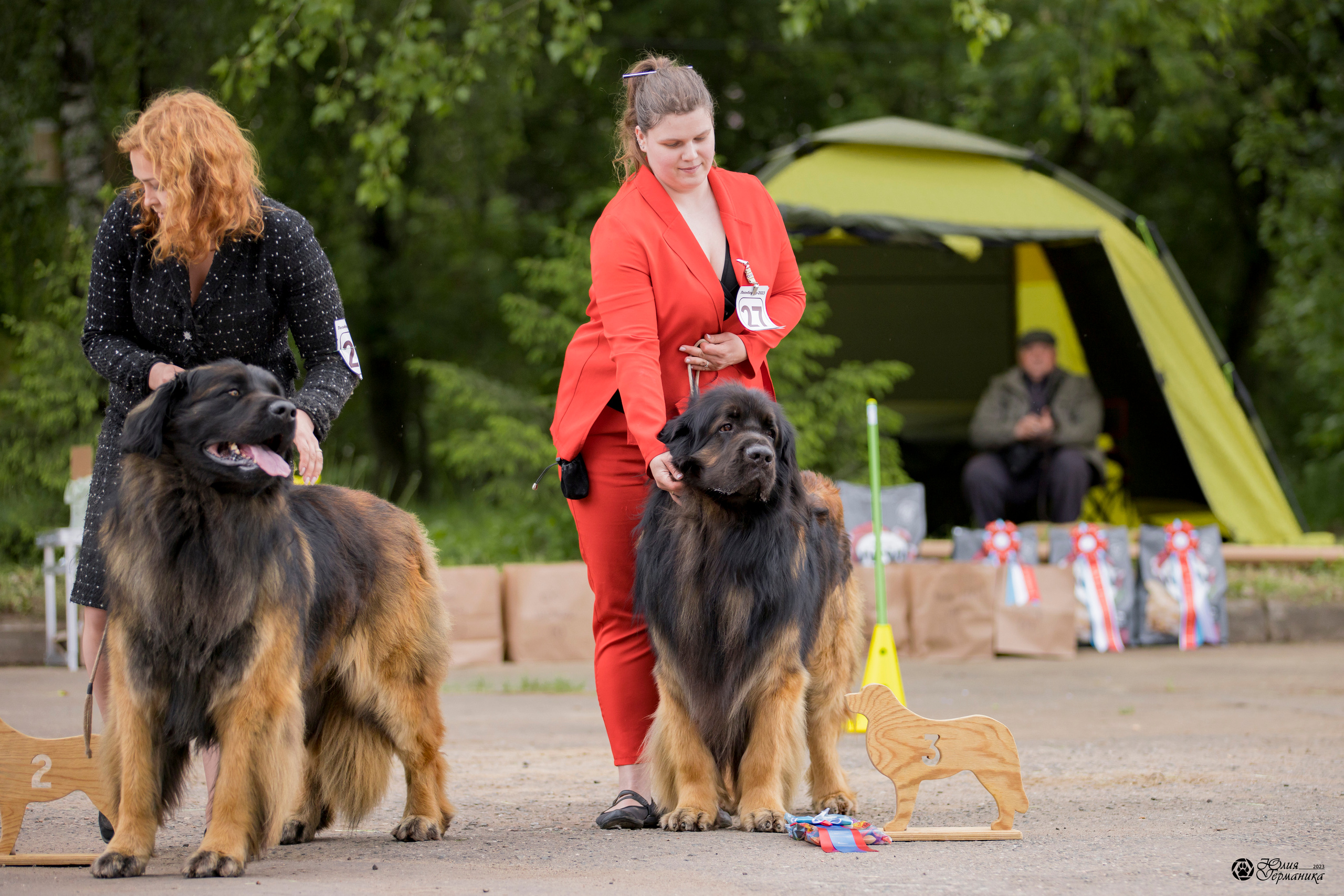 Националка Леонбергеров 28.05.2023. Фотограф-анималист Юлия Германика