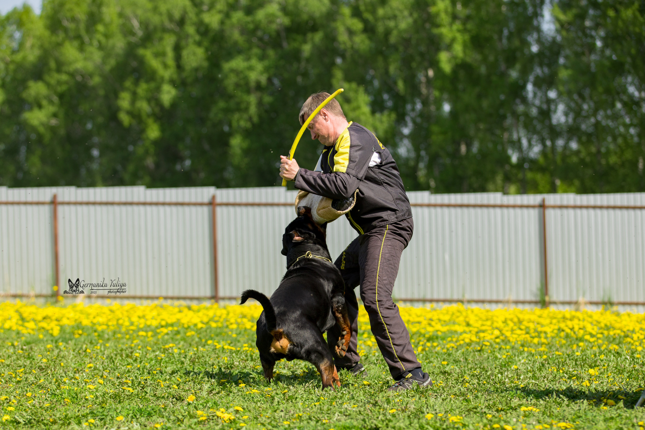 Нижний Новгород моно ротвейлеров 13.05.2023. Фотограф-анималист Юлия Германика