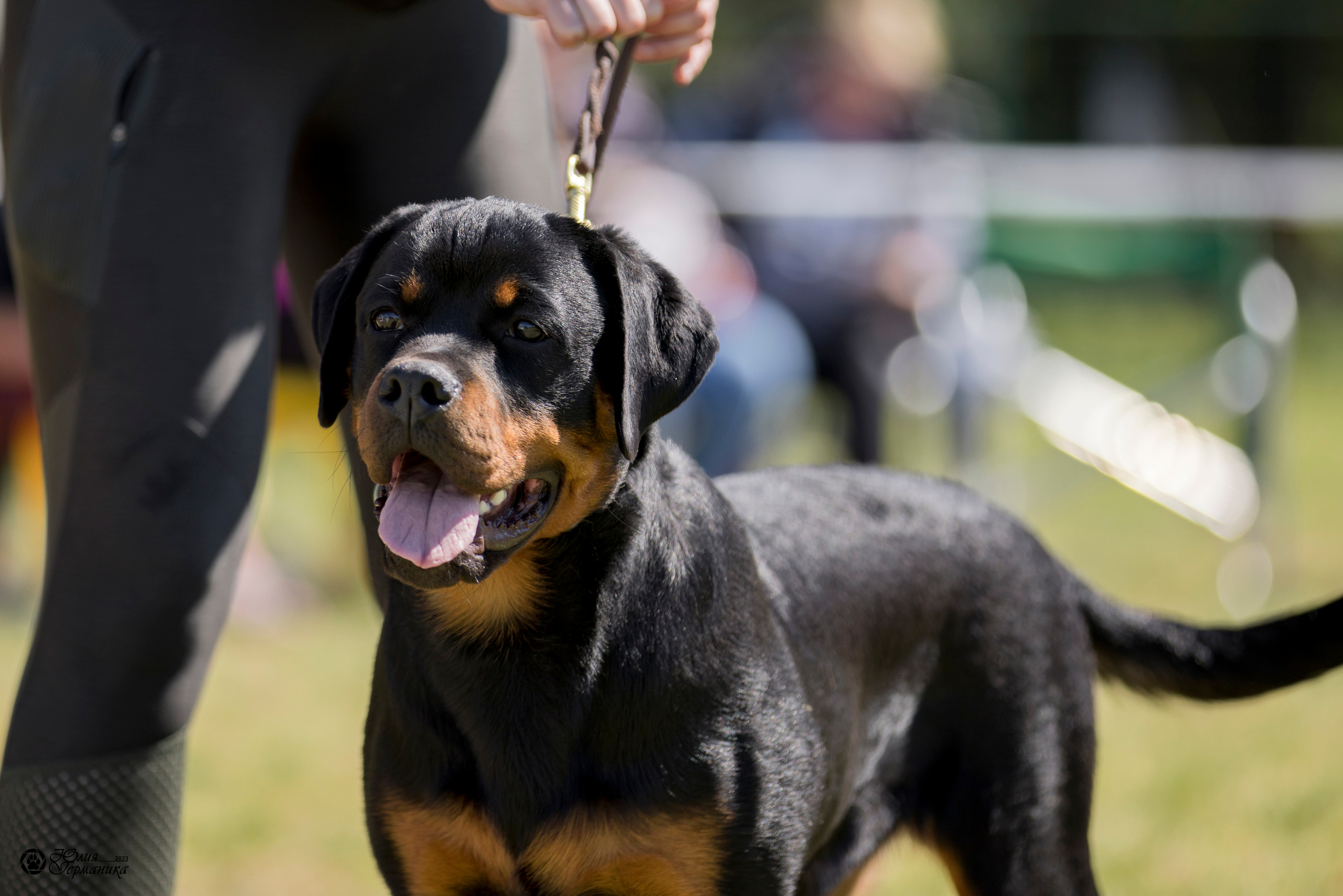Воронеж 2хмоно ротвейлеров 3-4.06.2023. Фотограф-анималист Юлия Германика