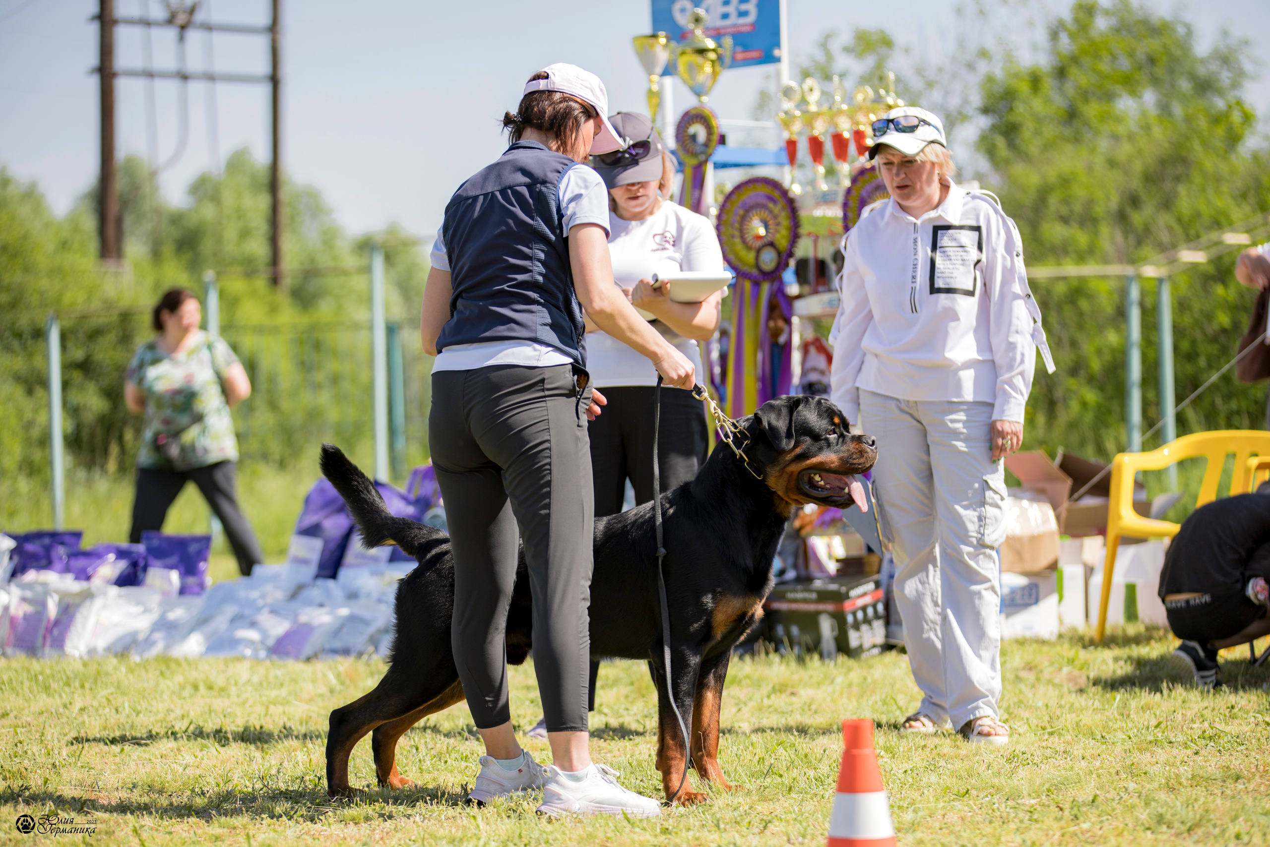 Воронеж 2хмоно ротвейлеров 3-4.06.2023. Фотограф-анималист Юлия Германика