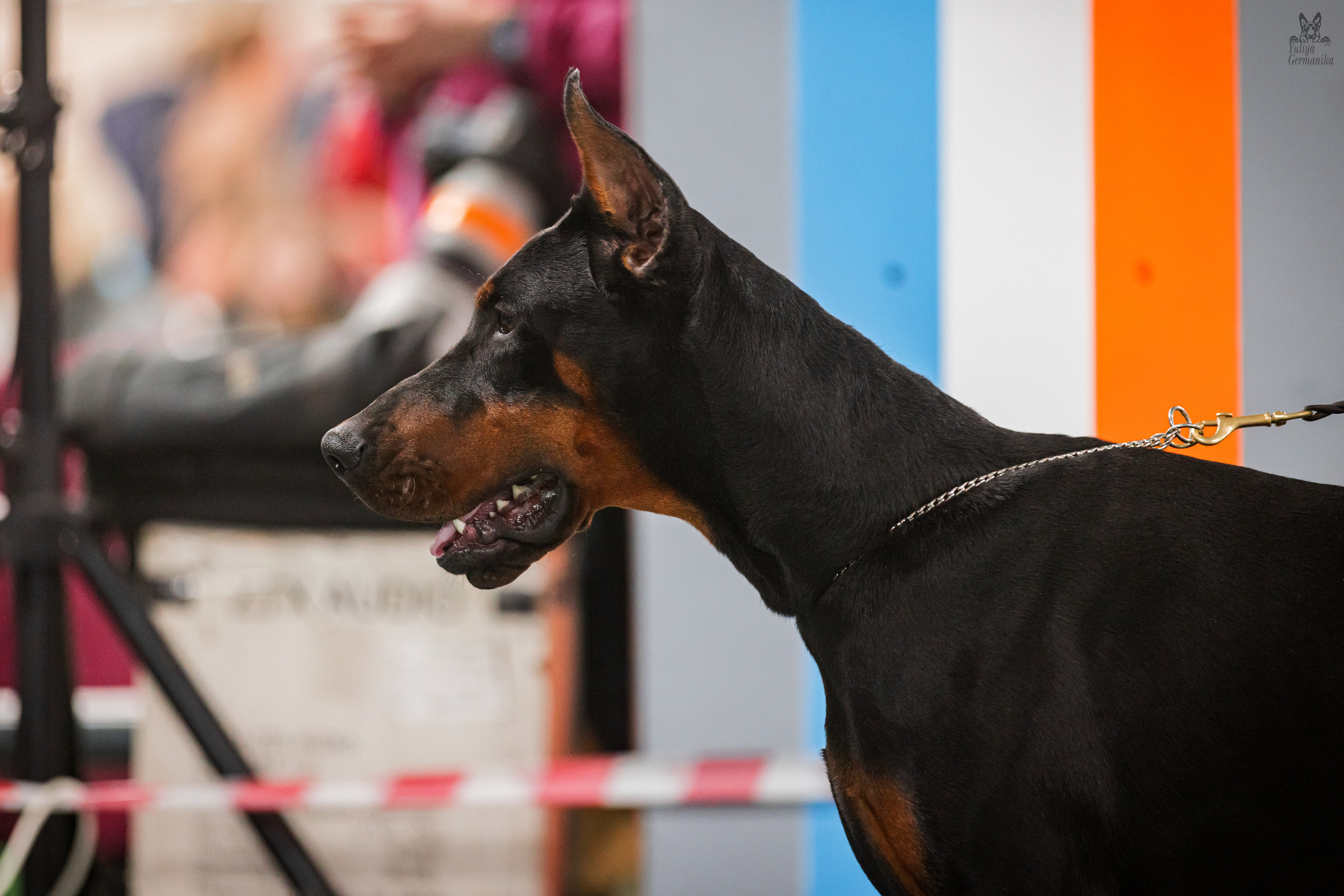 Сфера+доберманы 02.04.2023. Фотограф-анималист Юлия Германика
