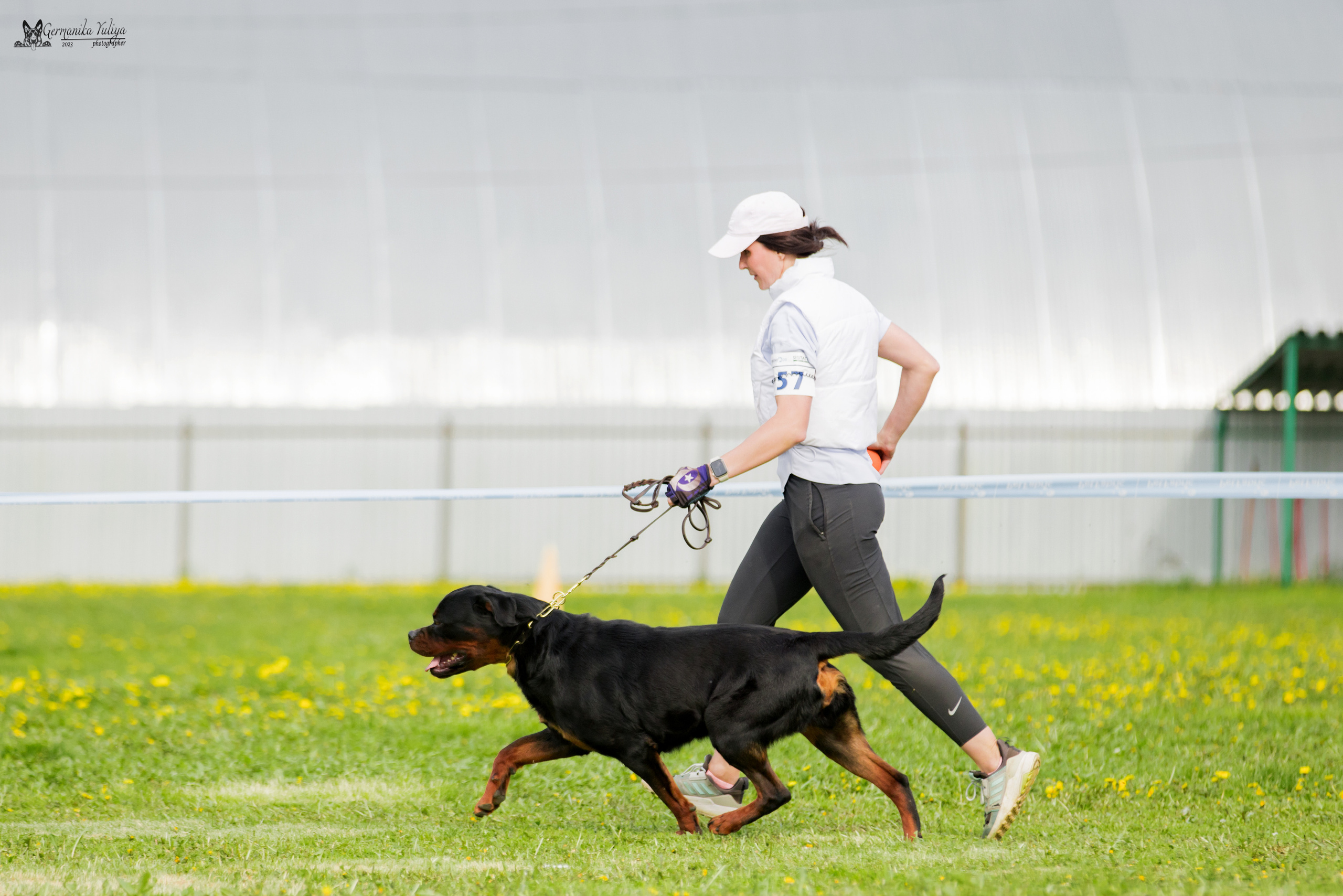 Нижний Новгород моно ротвейлеров 13.05.2023. Фотограф-анималист Юлия Германика