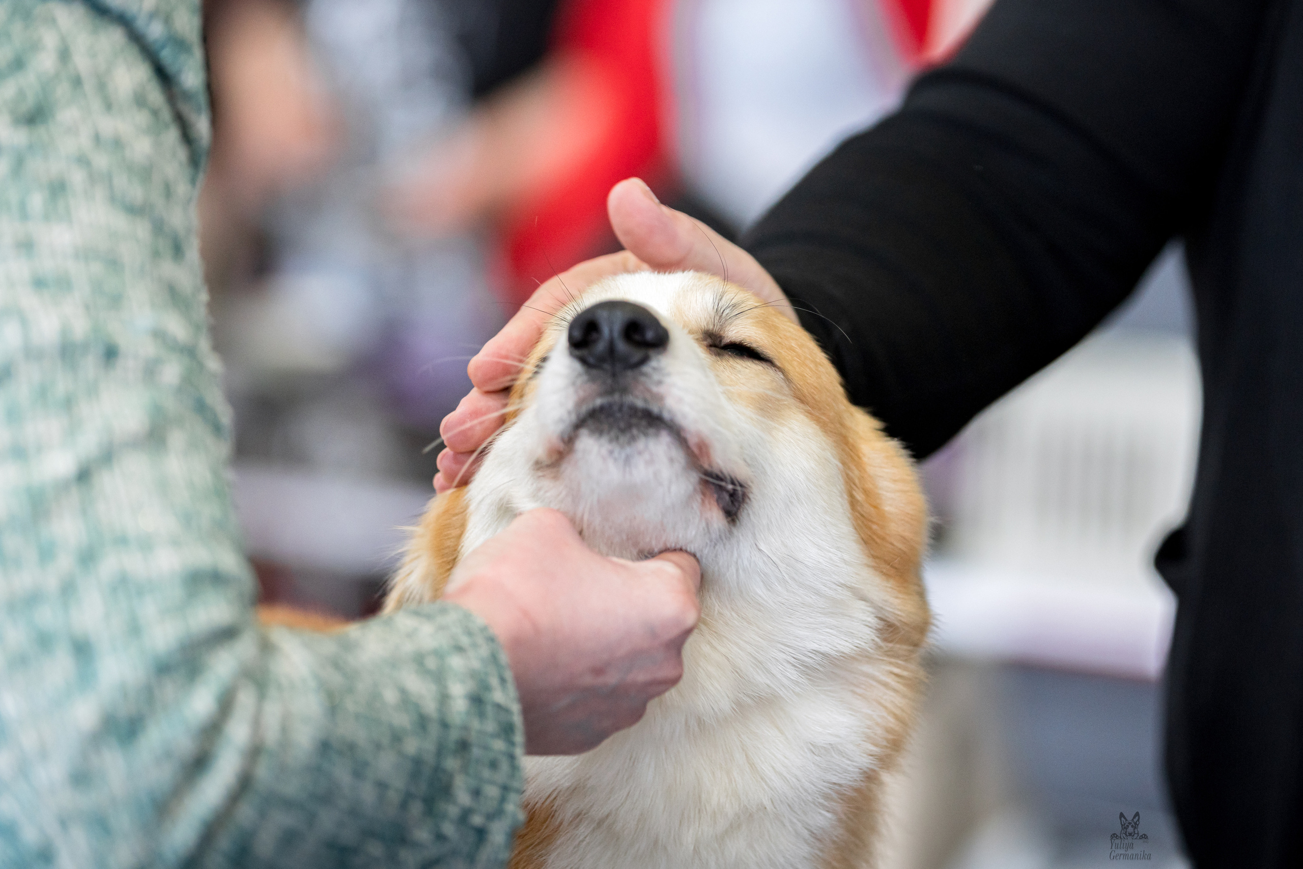Тверь 01.04.2023. Фотограф-анималист Юлия Германика