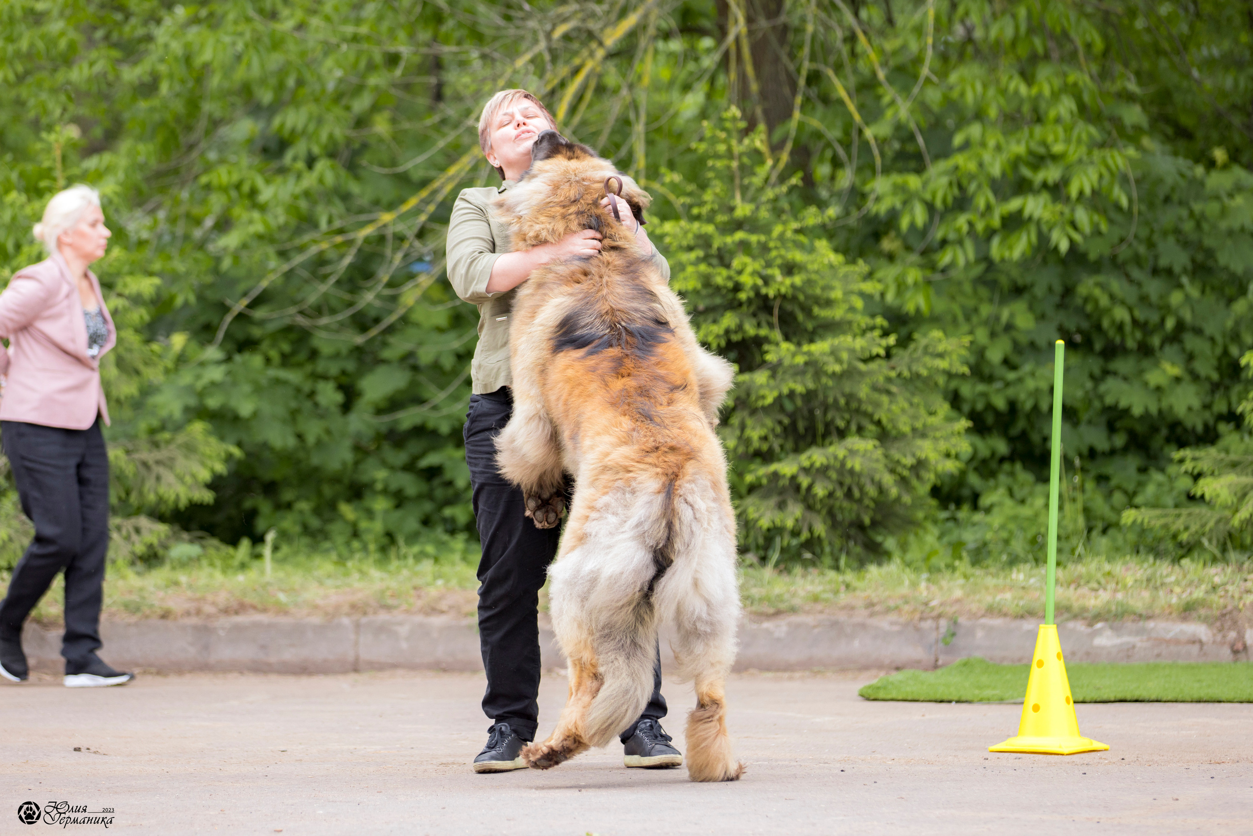 Националка Леонбергеров 28.05.2023. Фотограф-анималист Юлия Германика