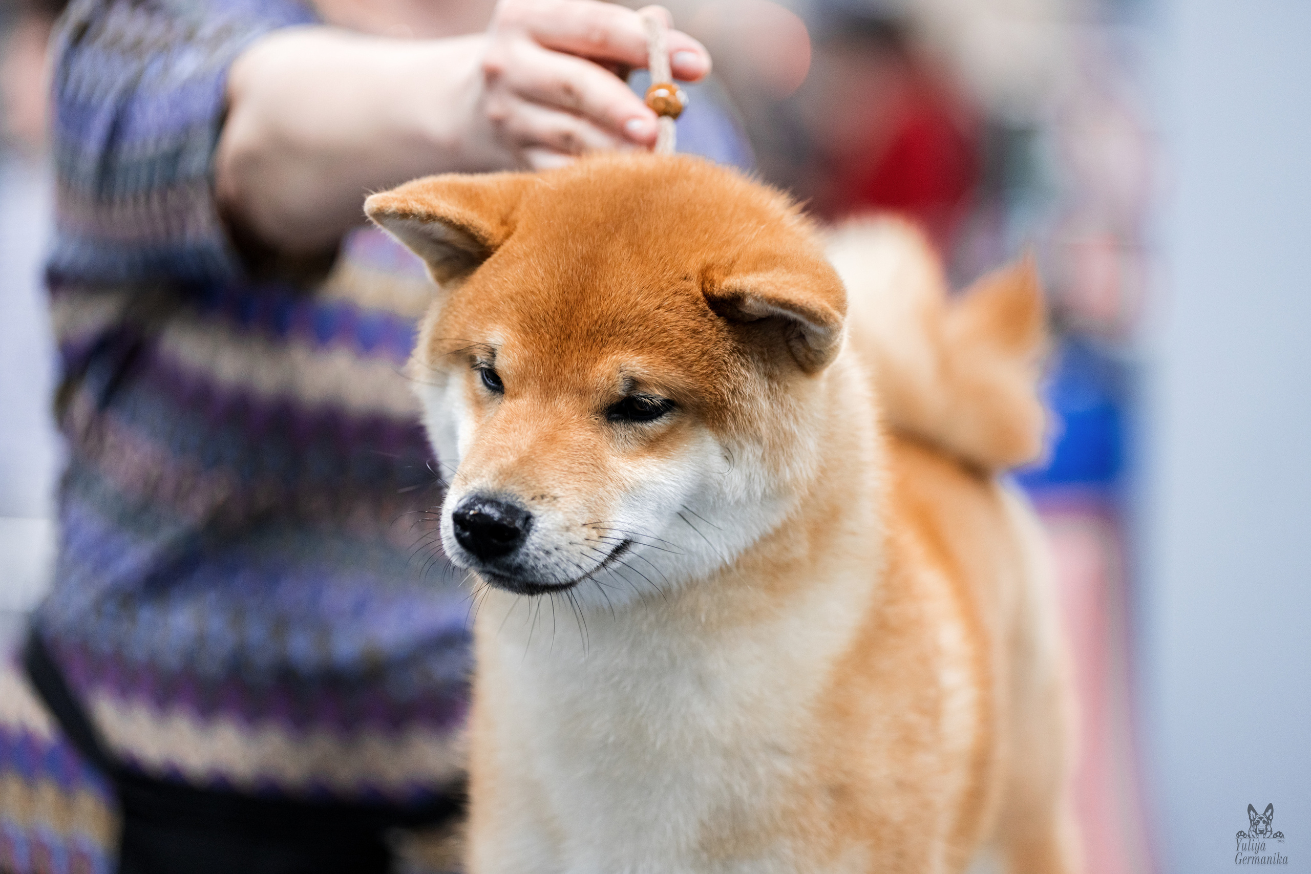 Сфера 25-26.03.2023. Фотограф-анималист Юлия Германика