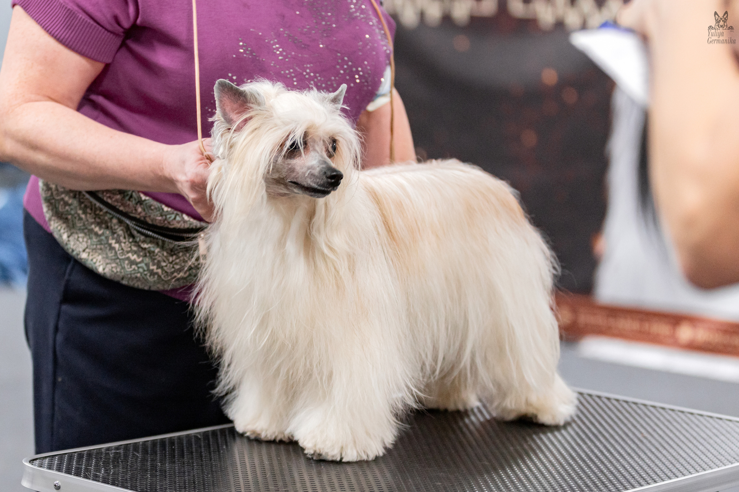 Сфера+доберманы 02.04.2023. Фотограф-анималист Юлия Германика