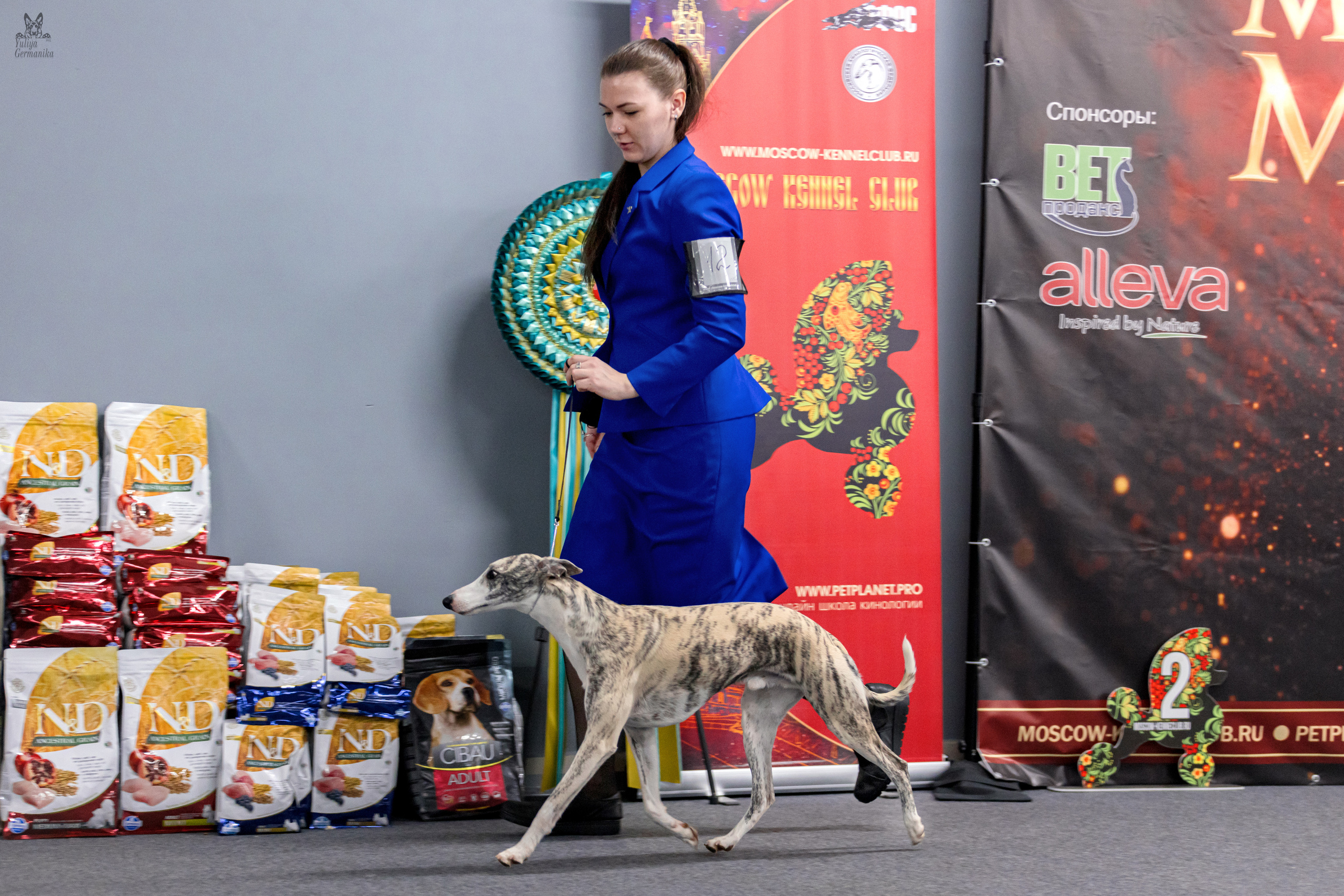 Сфера+доберманы 02.04.2023. Фотограф-анималист Юлия Германика