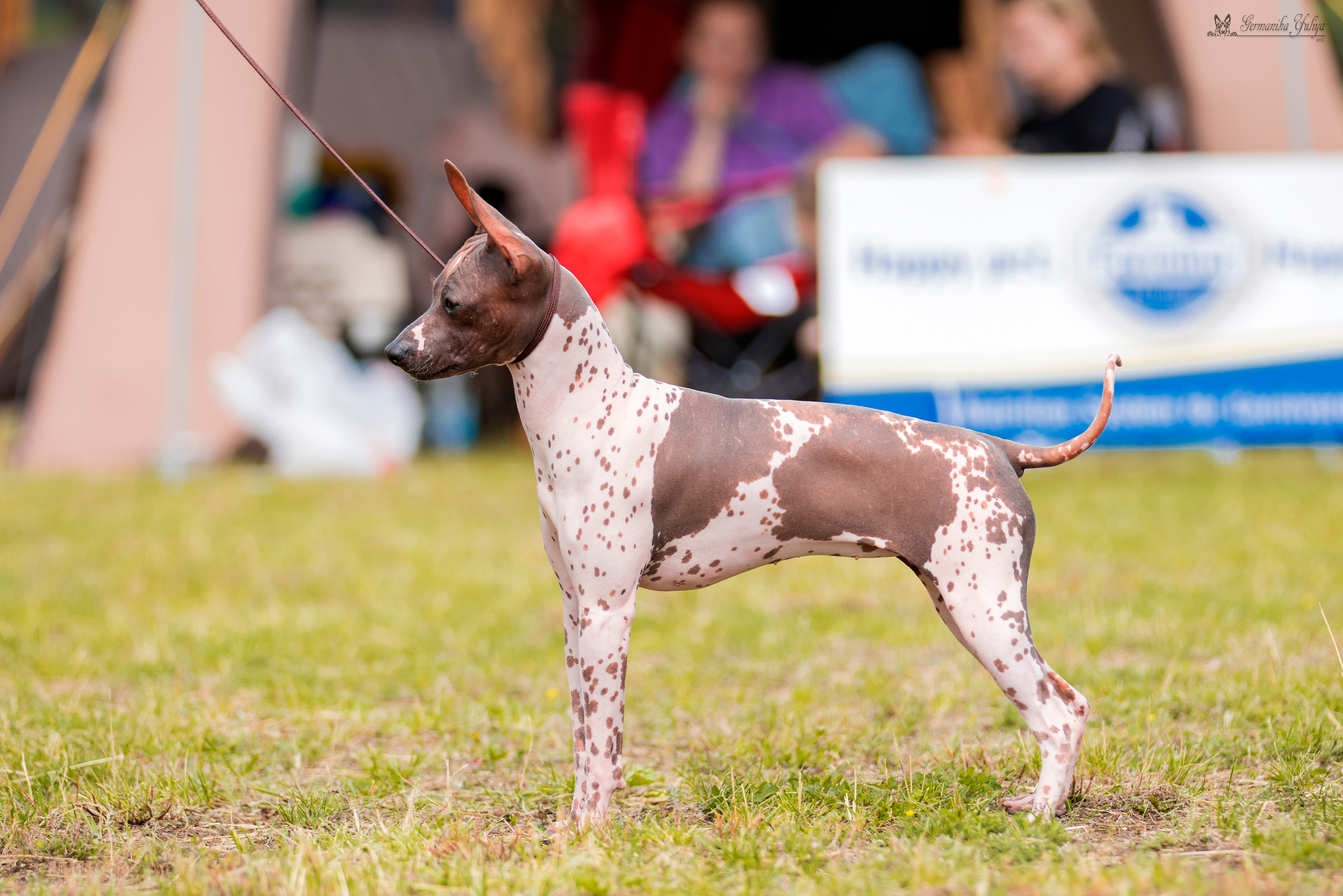 Владимир 1-2.07.2023. Фотограф-анималист Юлия Германика