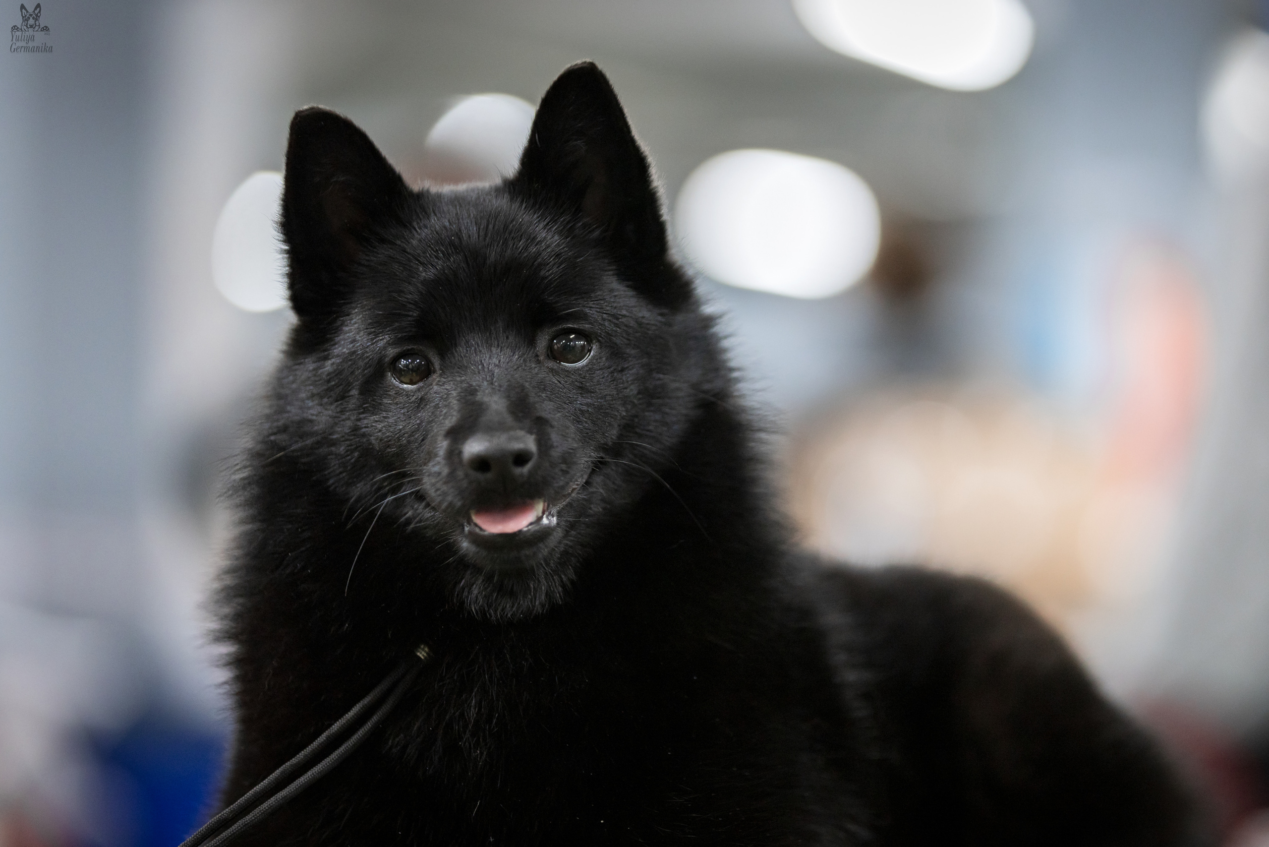 Сфера 25-26.03.2023. Фотограф-анималист Юлия Германика