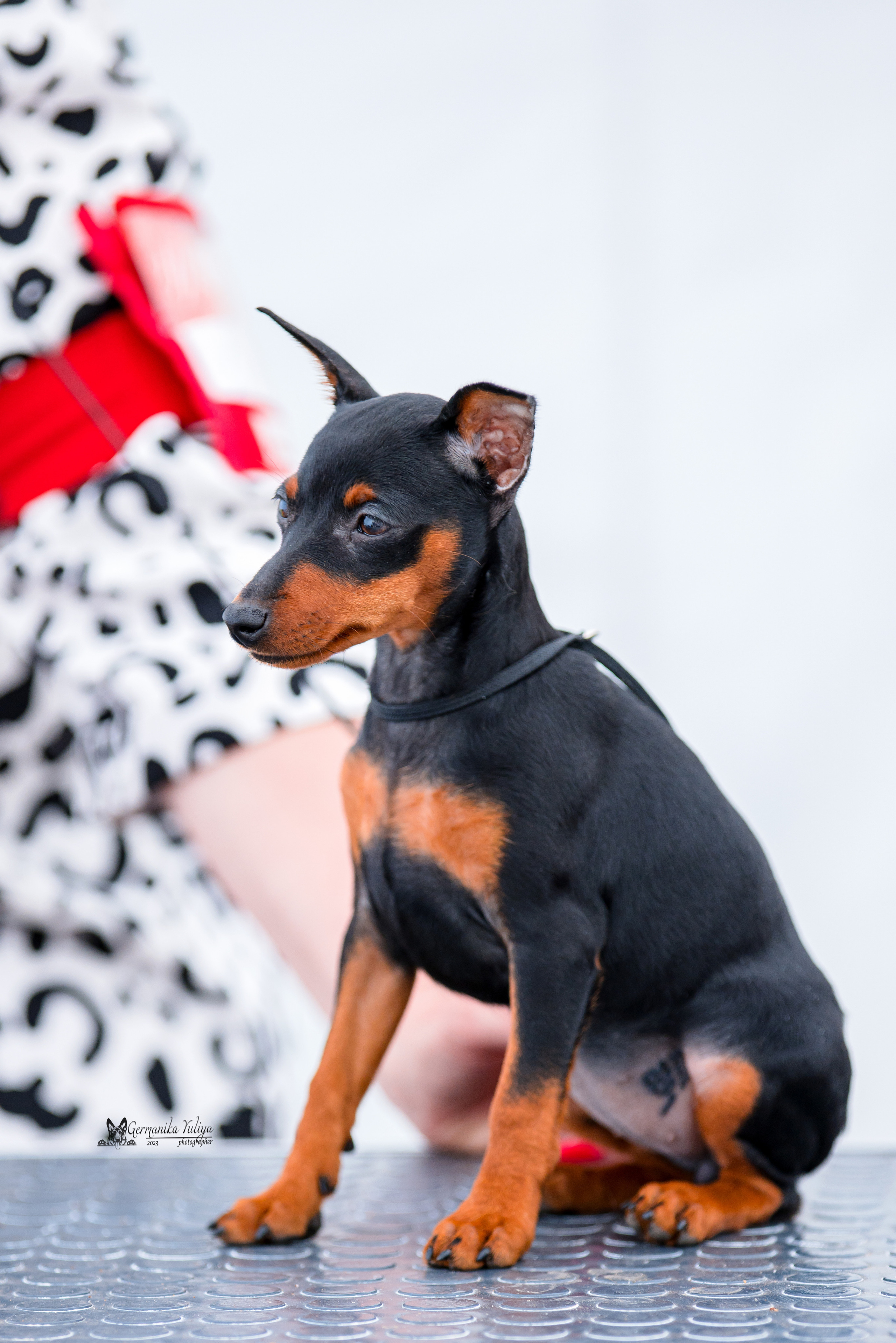 Измайлово 21.05.2023. Фотограф-анималист Юлия Германика