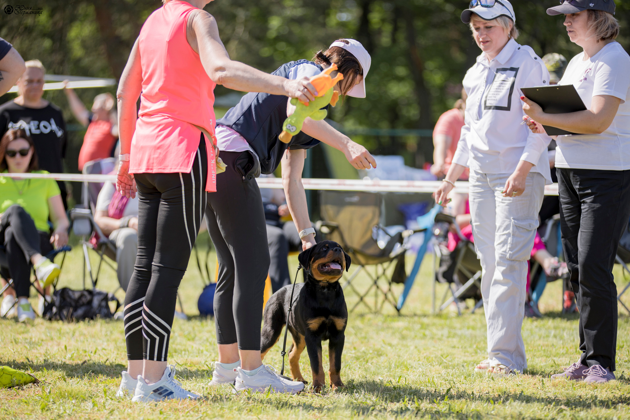 Воронеж 2хмоно ротвейлеров 3-4.06.2023. Фотограф-анималист Юлия Германика