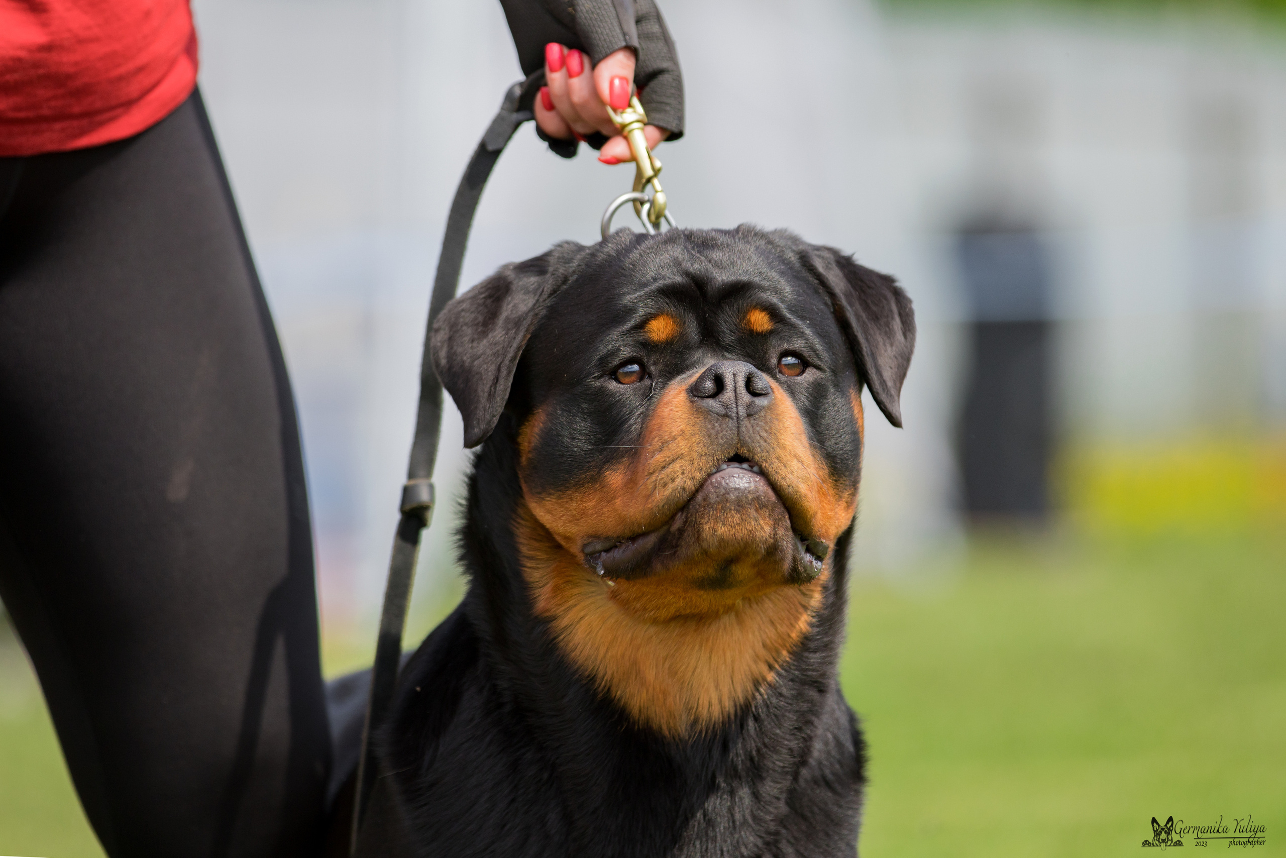 Нижний Новгород моно ротвейлеров 13.05.2023. Фотограф-анималист Юлия Германика