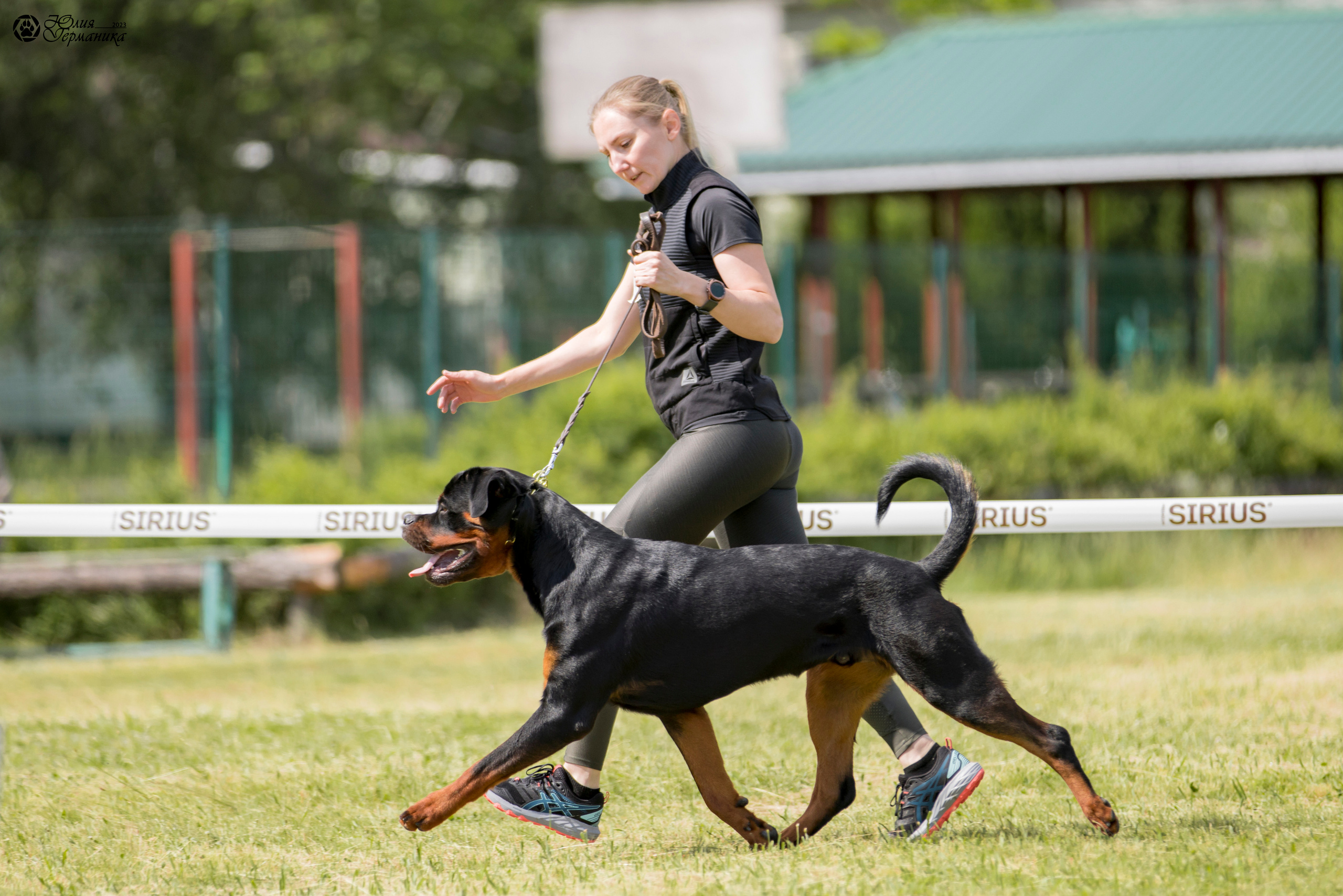 Воронеж 2хмоно ротвейлеров 3-4.06.2023. Фотограф-анималист Юлия Германика
