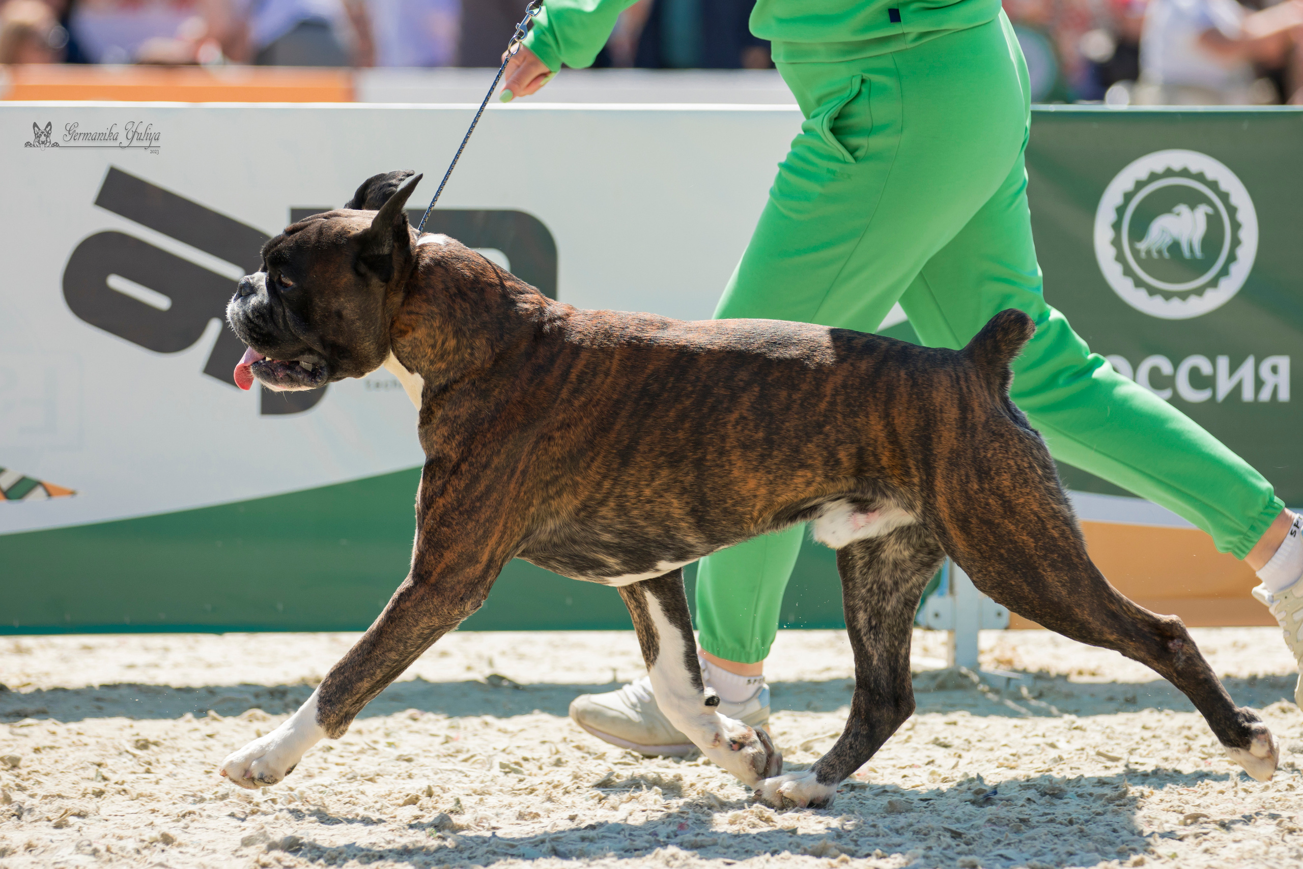 Россия 10-11.06.2023. Фотограф-анималист Юлия Германика