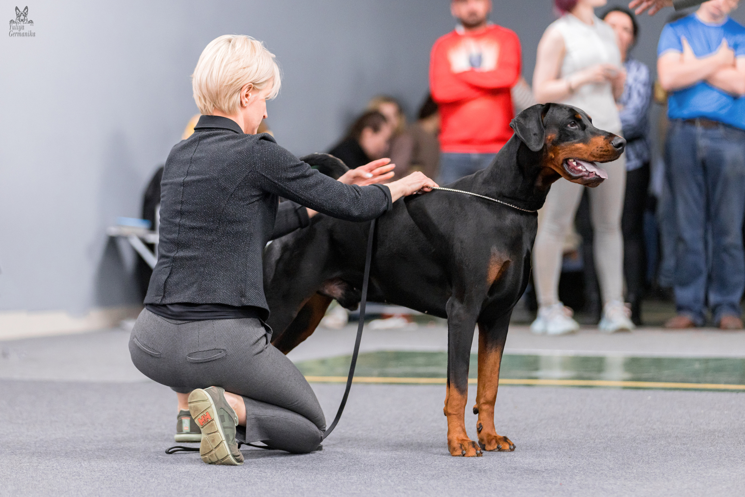 Сфера+доберманы 02.04.2023. Фотограф-анималист Юлия Германика