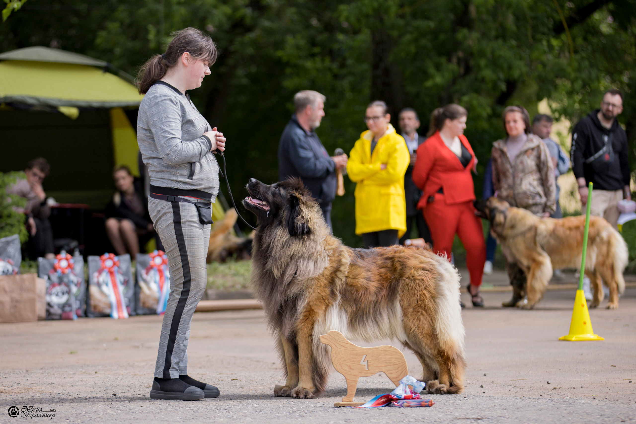 Националка Леонбергеров 28.05.2023. Фотограф-анималист Юлия Германика