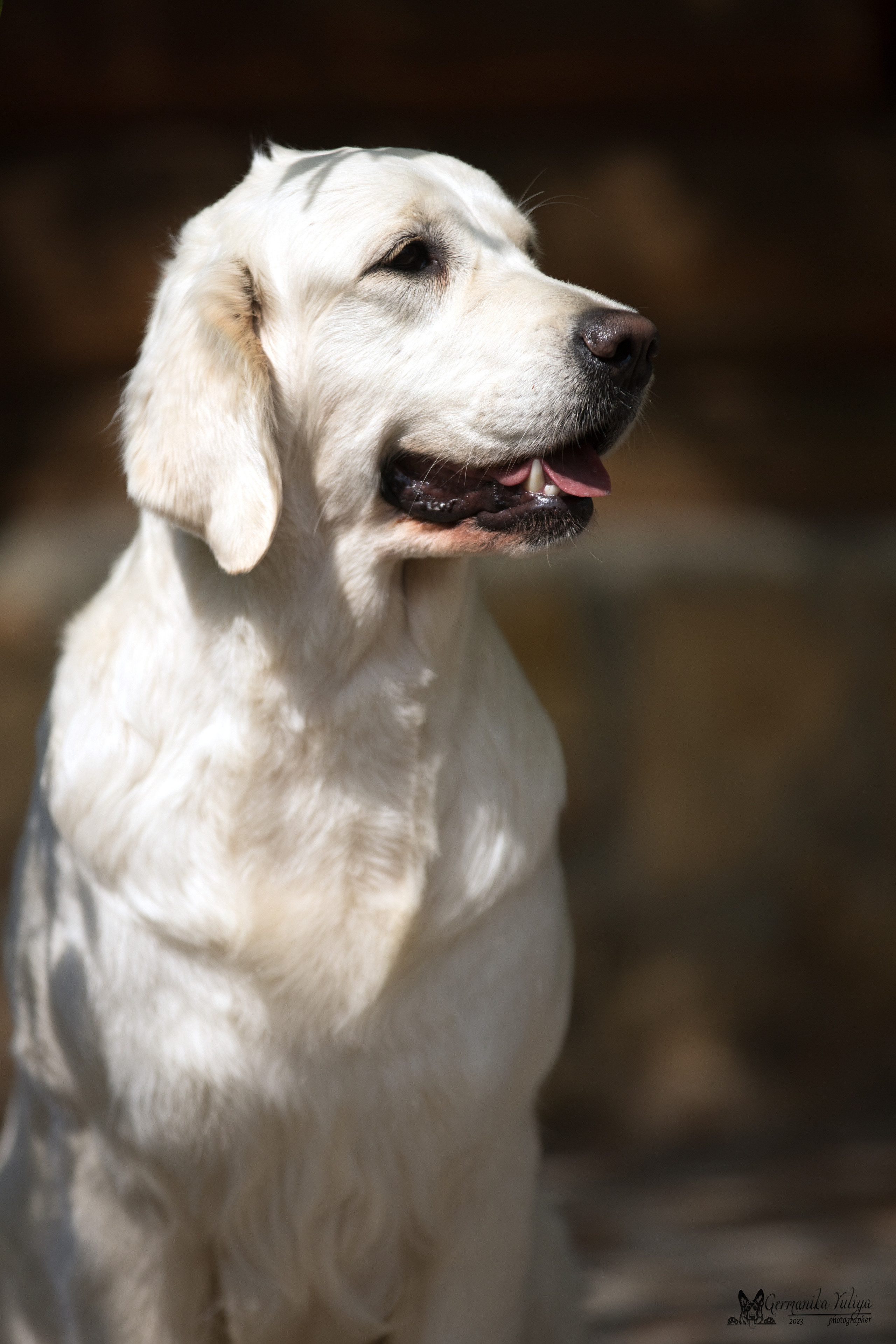 Голдены Саратов 24.04.2023. Фотограф-анималист Юлия Германика