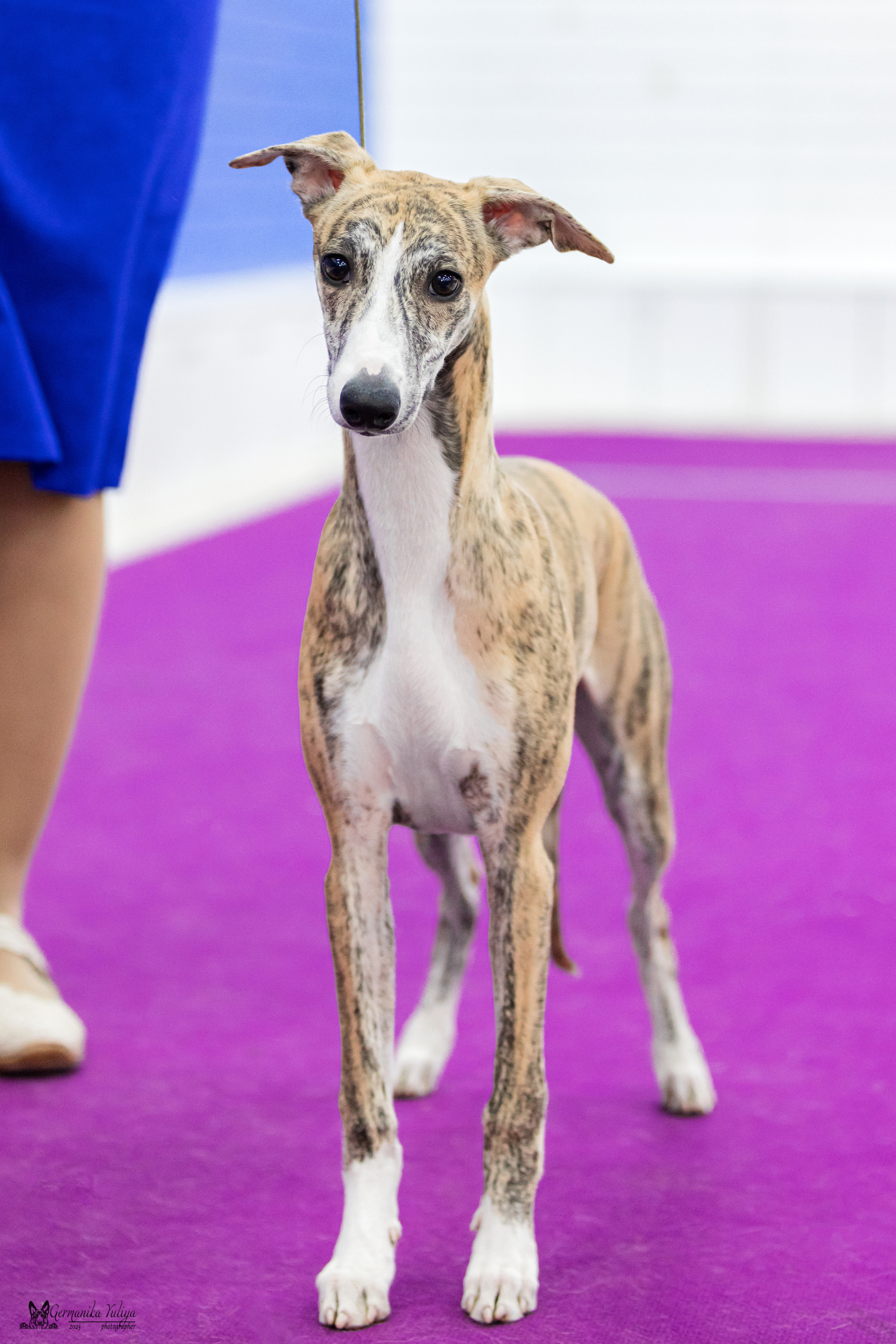 Сфера+МД 8-9.04.2023. Фотограф-анималист Юлия Германика