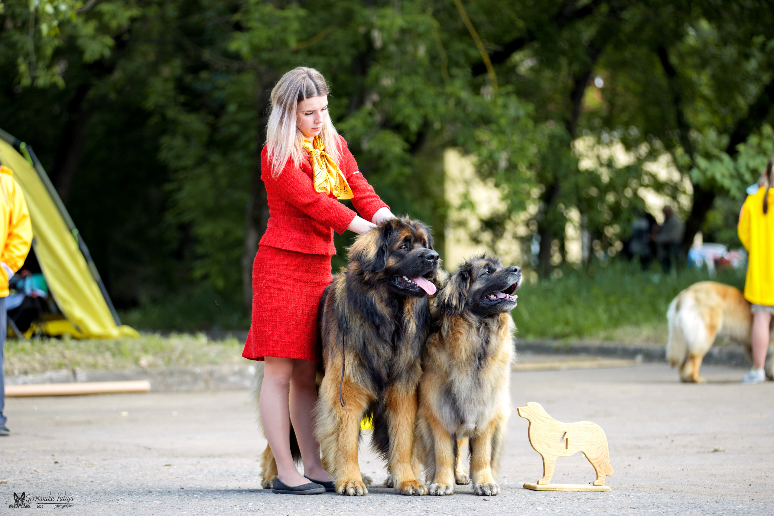 Националка Леонбергеров 28.05.2023. Фотограф-анималист Юлия Германика