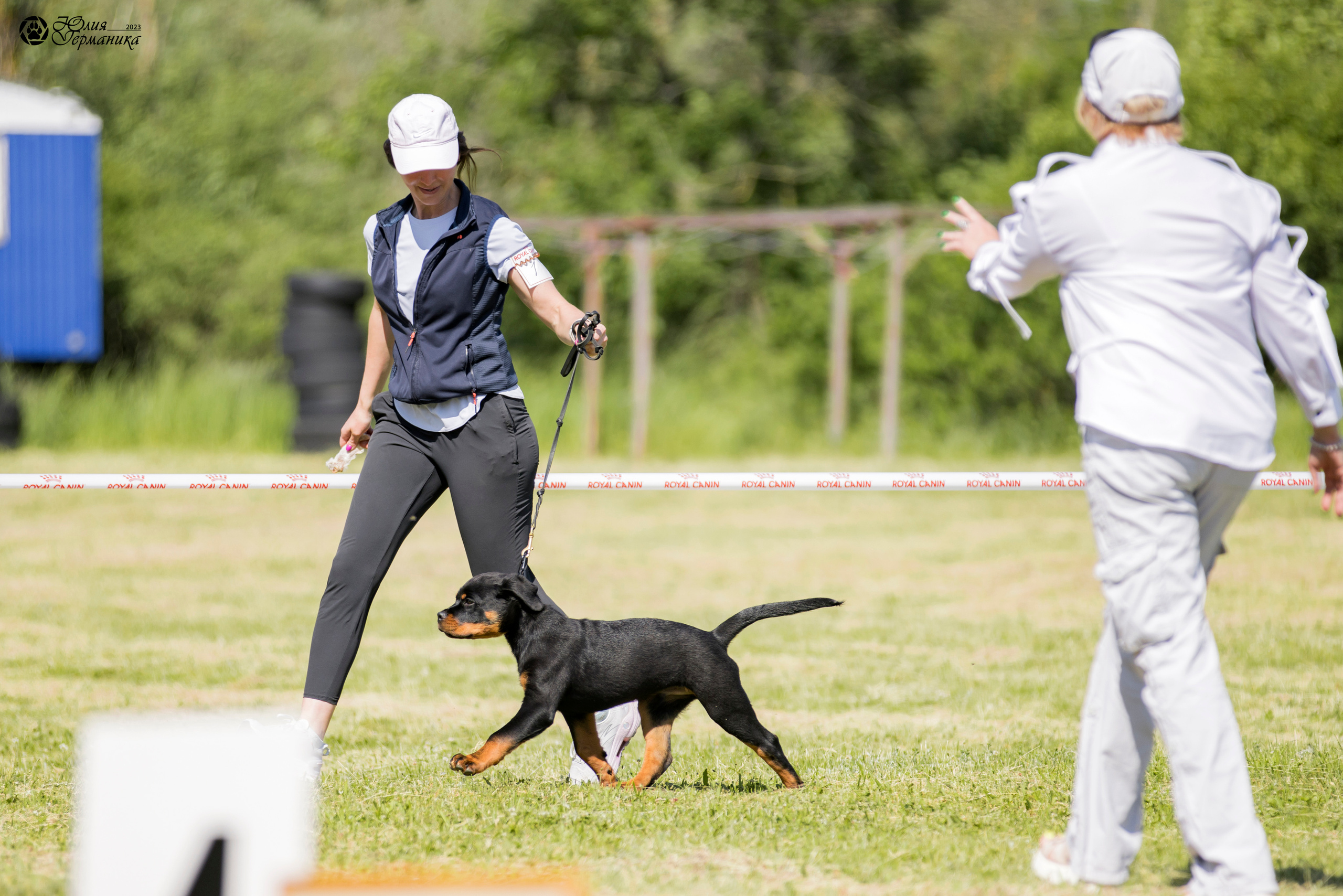 Воронеж 2хмоно ротвейлеров 3-4.06.2023. Фотограф-анималист Юлия Германика