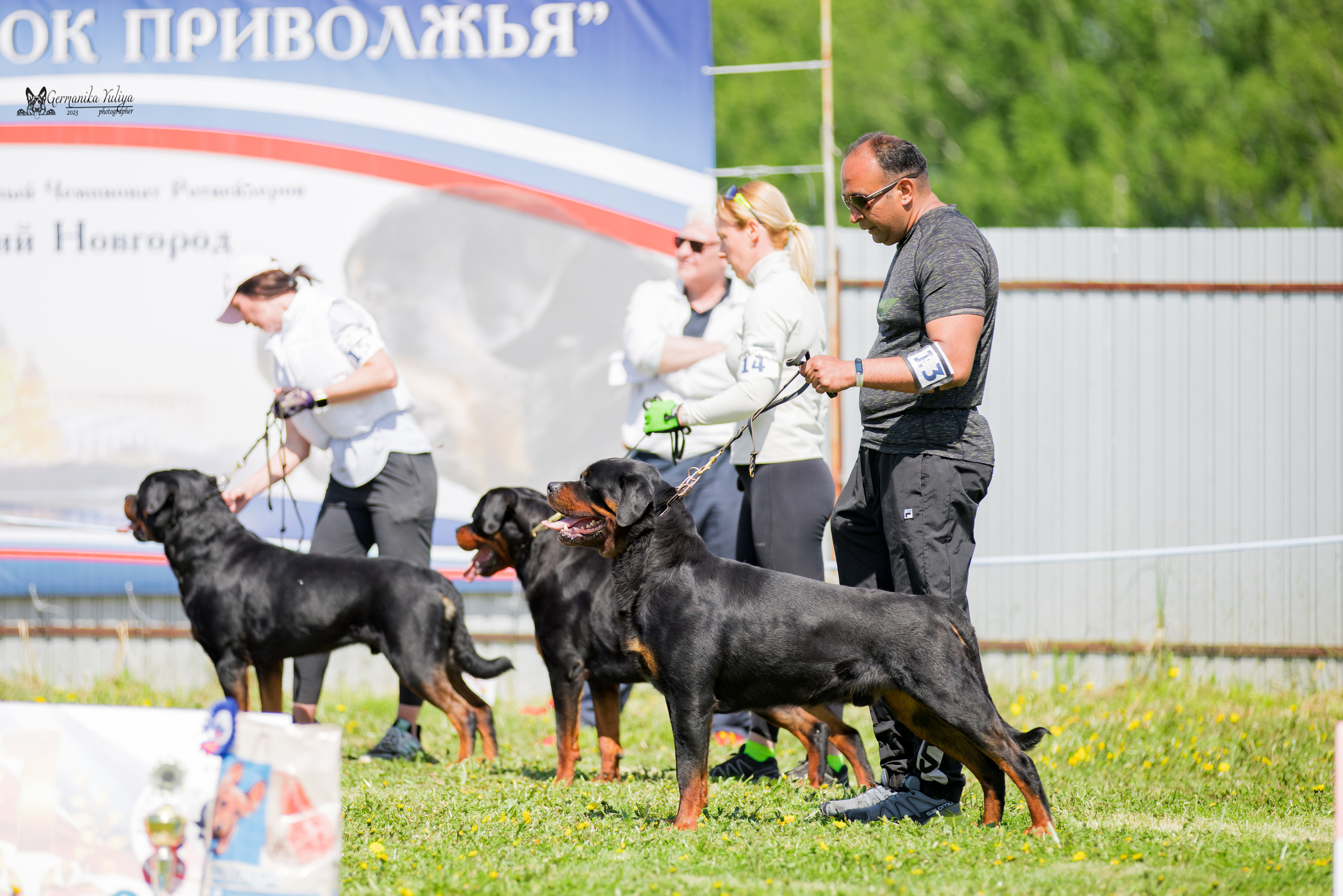 Нижний Новгород моно ротвейлеров 13.05.2023. Фотограф-анималист Юлия Германика