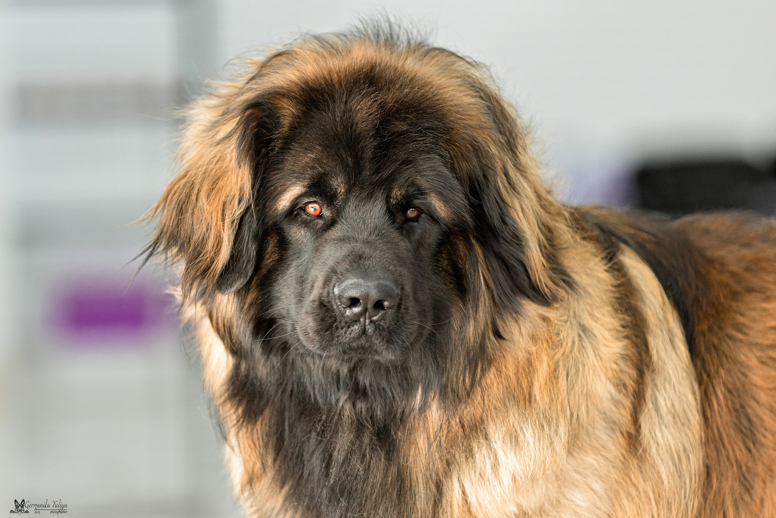 МД 15.04.2023. Фотограф-анималист Юлия Германика