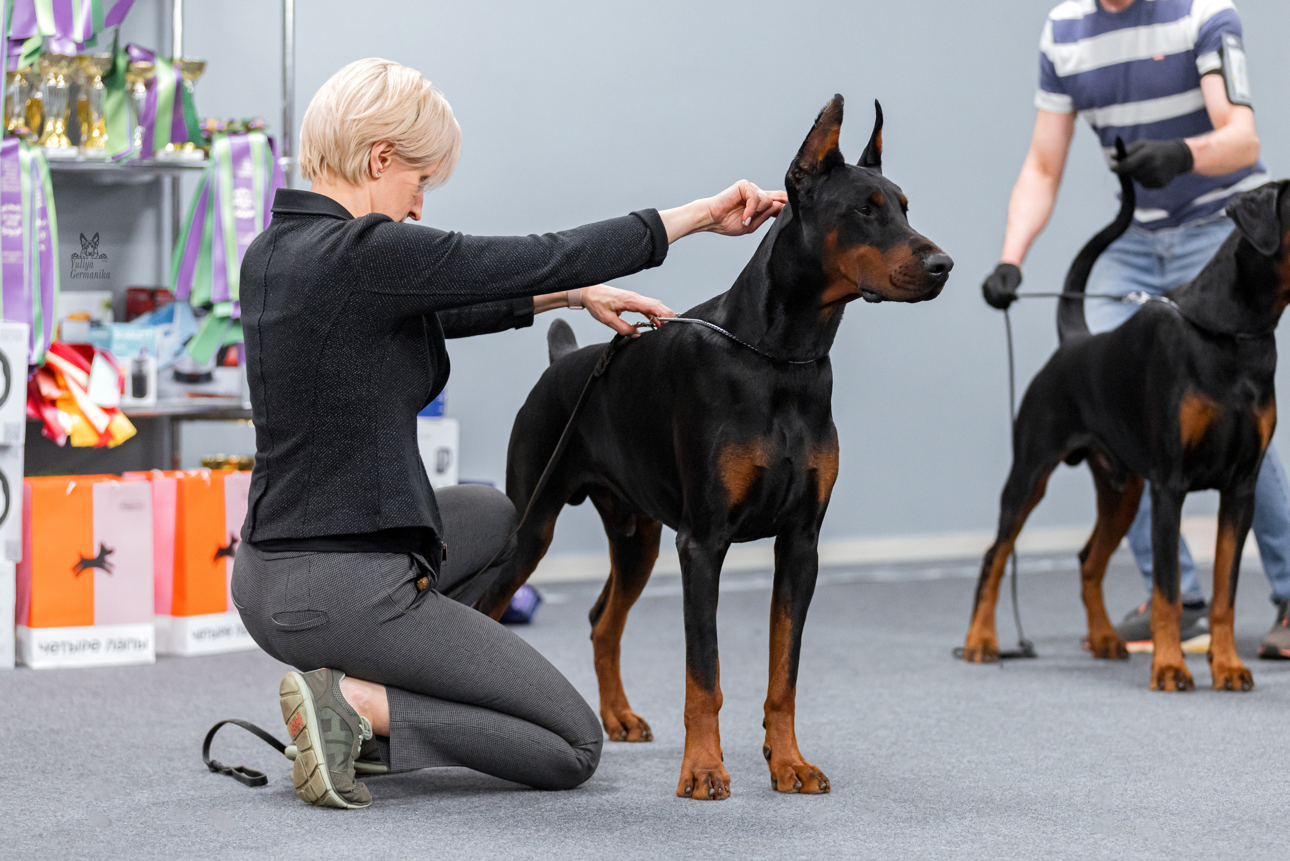 Сфера+доберманы 02.04.2023. Фотограф-анималист Юлия Германика