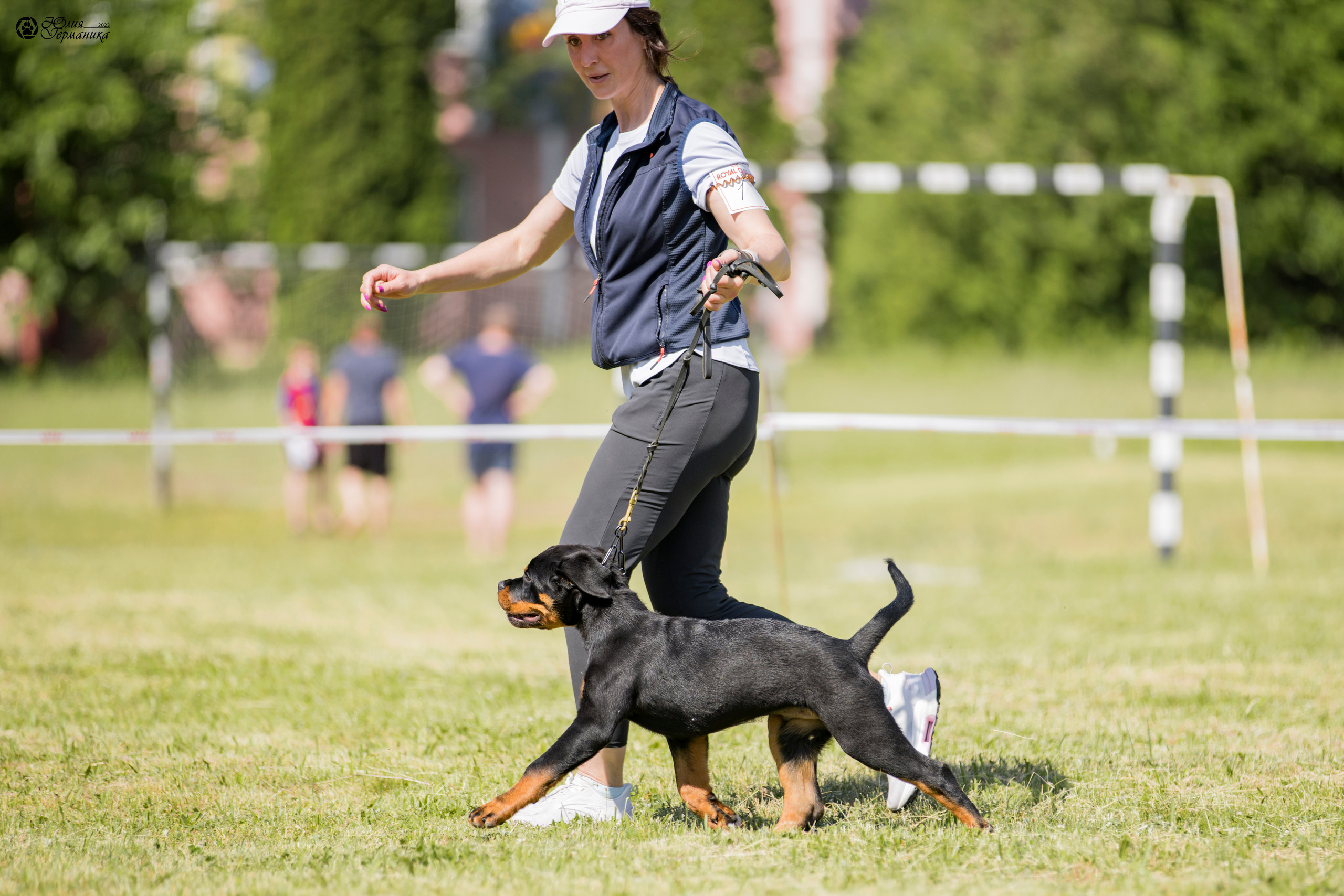 Воронеж 2хмоно ротвейлеров 3-4.06.2023. Фотограф-анималист Юлия Германика