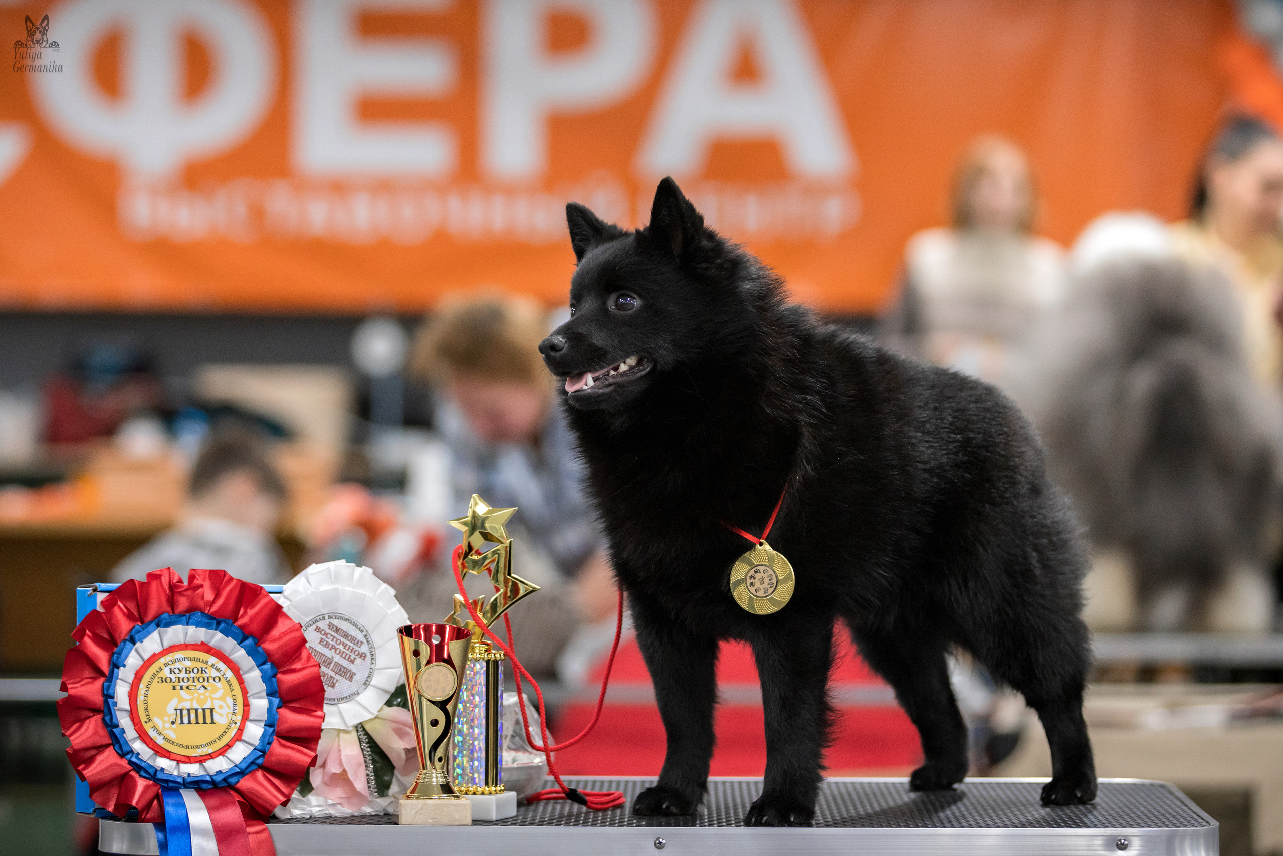 Сфера 25-26.03.2023. Фотограф-анималист Юлия Германика