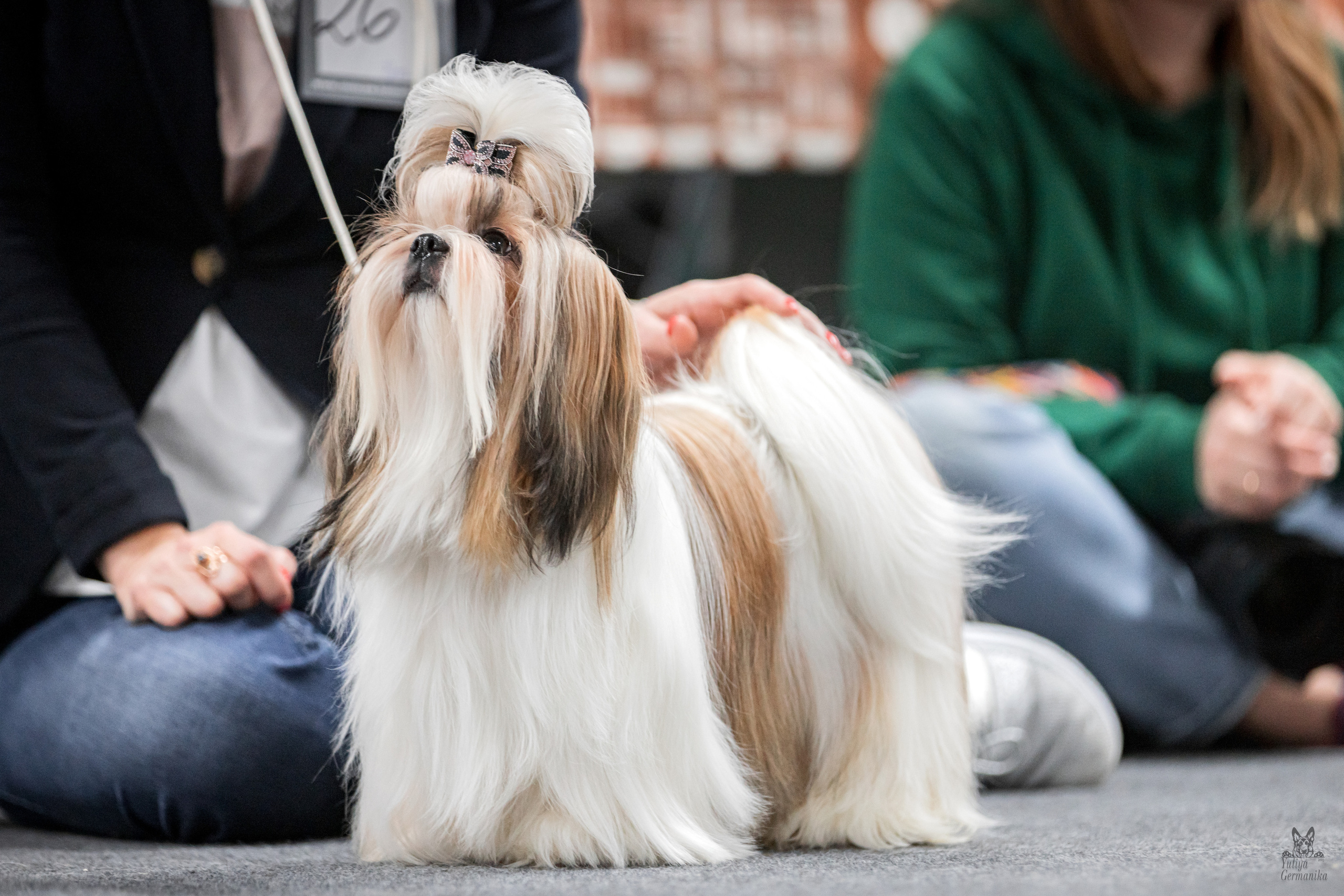 Сфера+доберманы 02.04.2023. Фотограф-анималист Юлия Германика